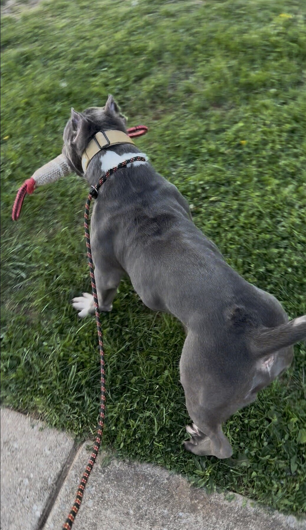 Mega (Male Hybrid Bully) image 4