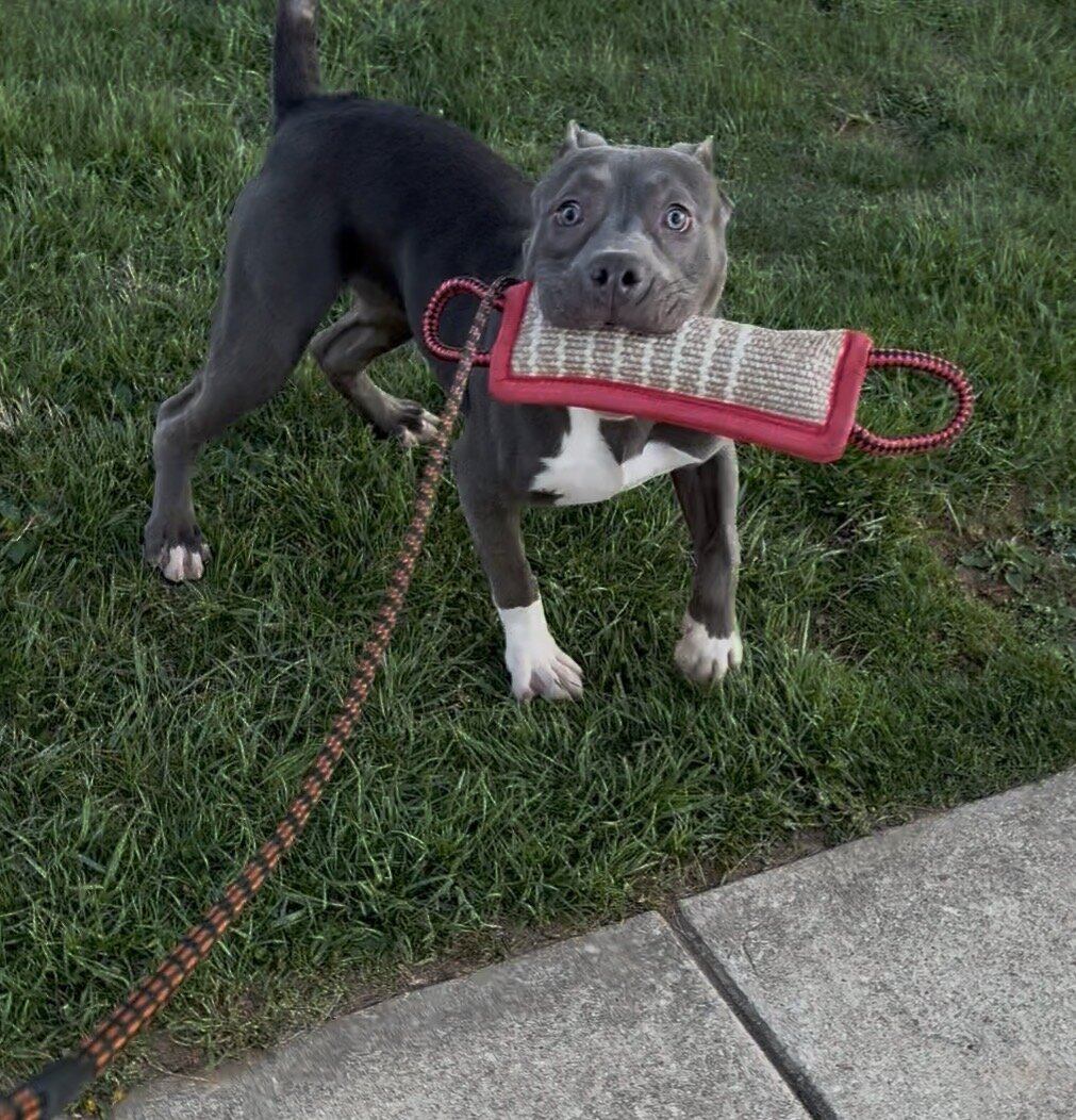 Mega (Male Hybrid Bully) image 2