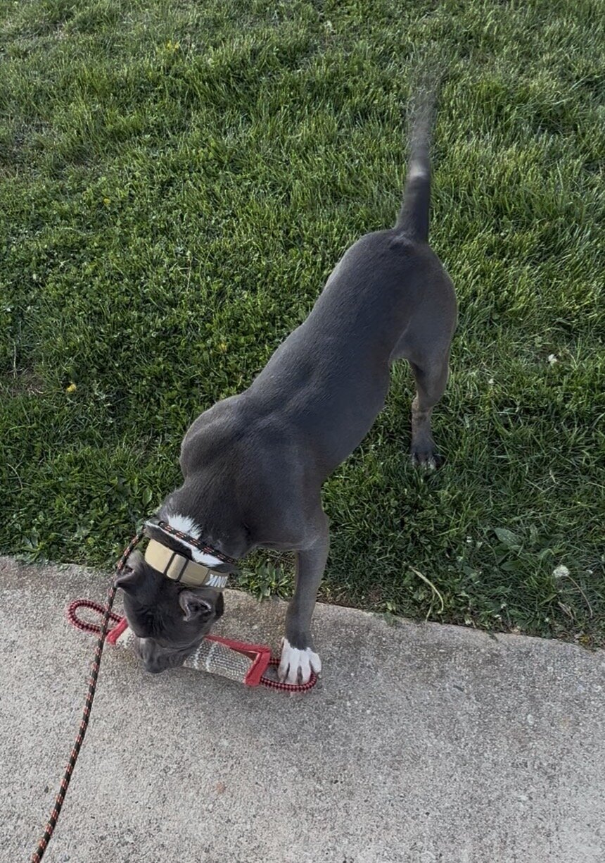 Mega (Male Hybrid Bully) image 3