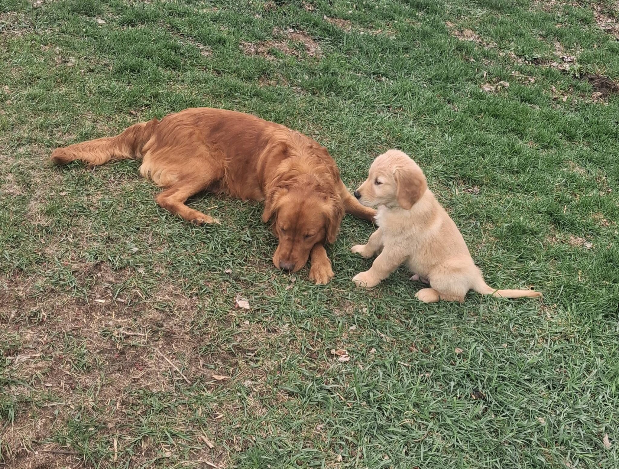 AKC Male Golden Retreiver 14 Weeks image 1