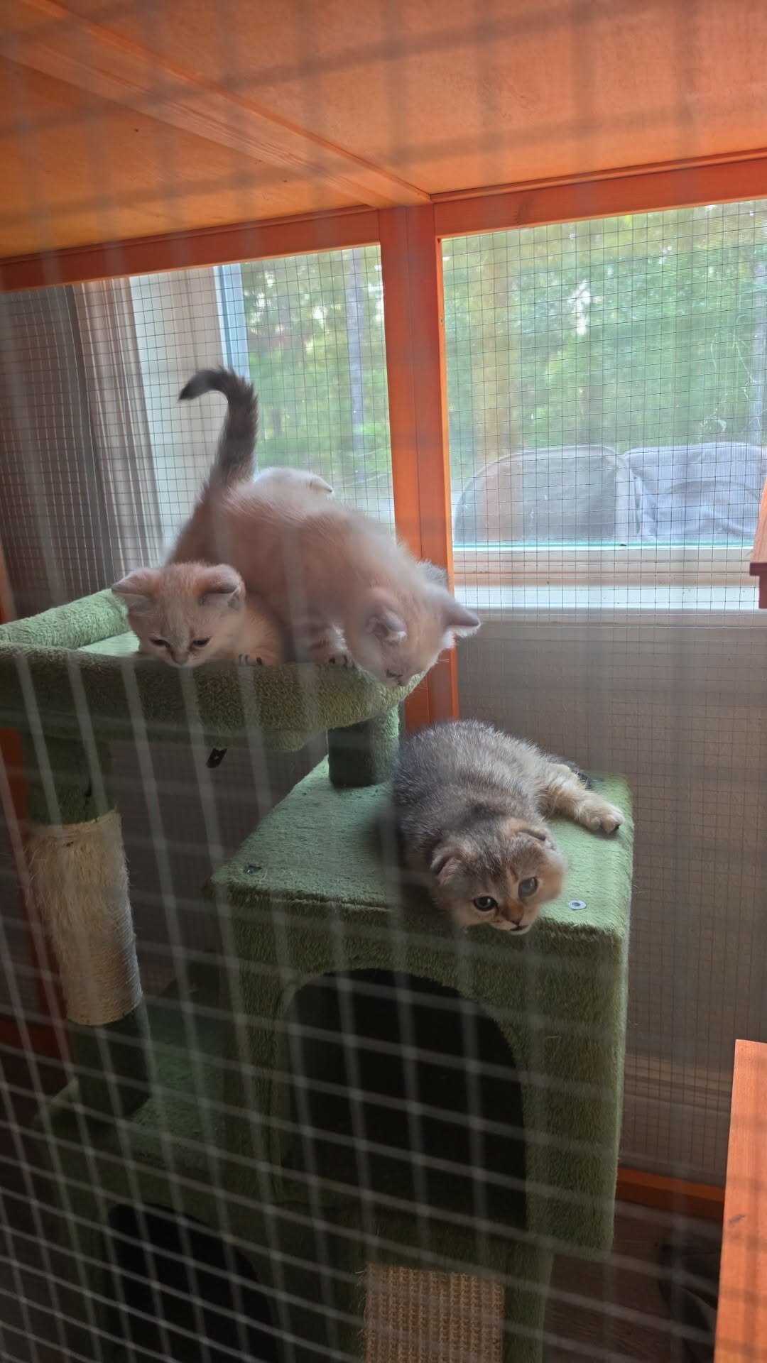 Scottish Fold/Straight Kittens image 2