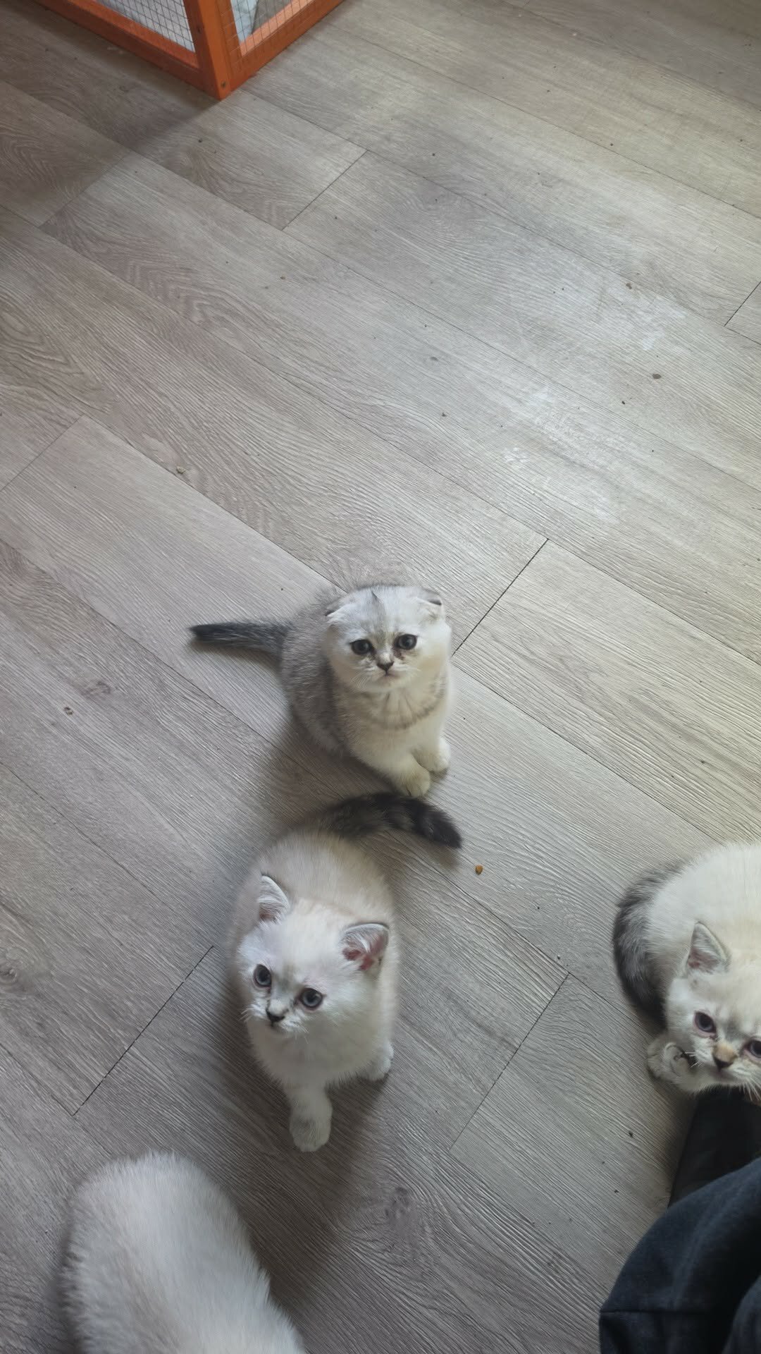 Scottish Fold/Straight Kittens image 3