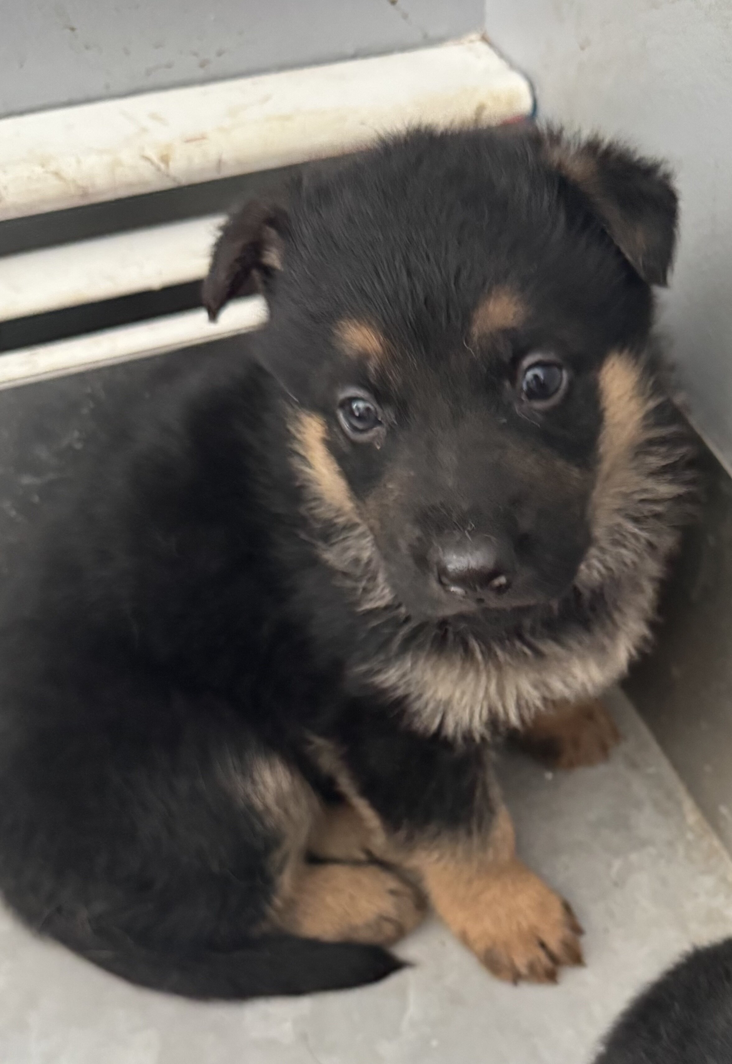 German Shepherd puppies image 1