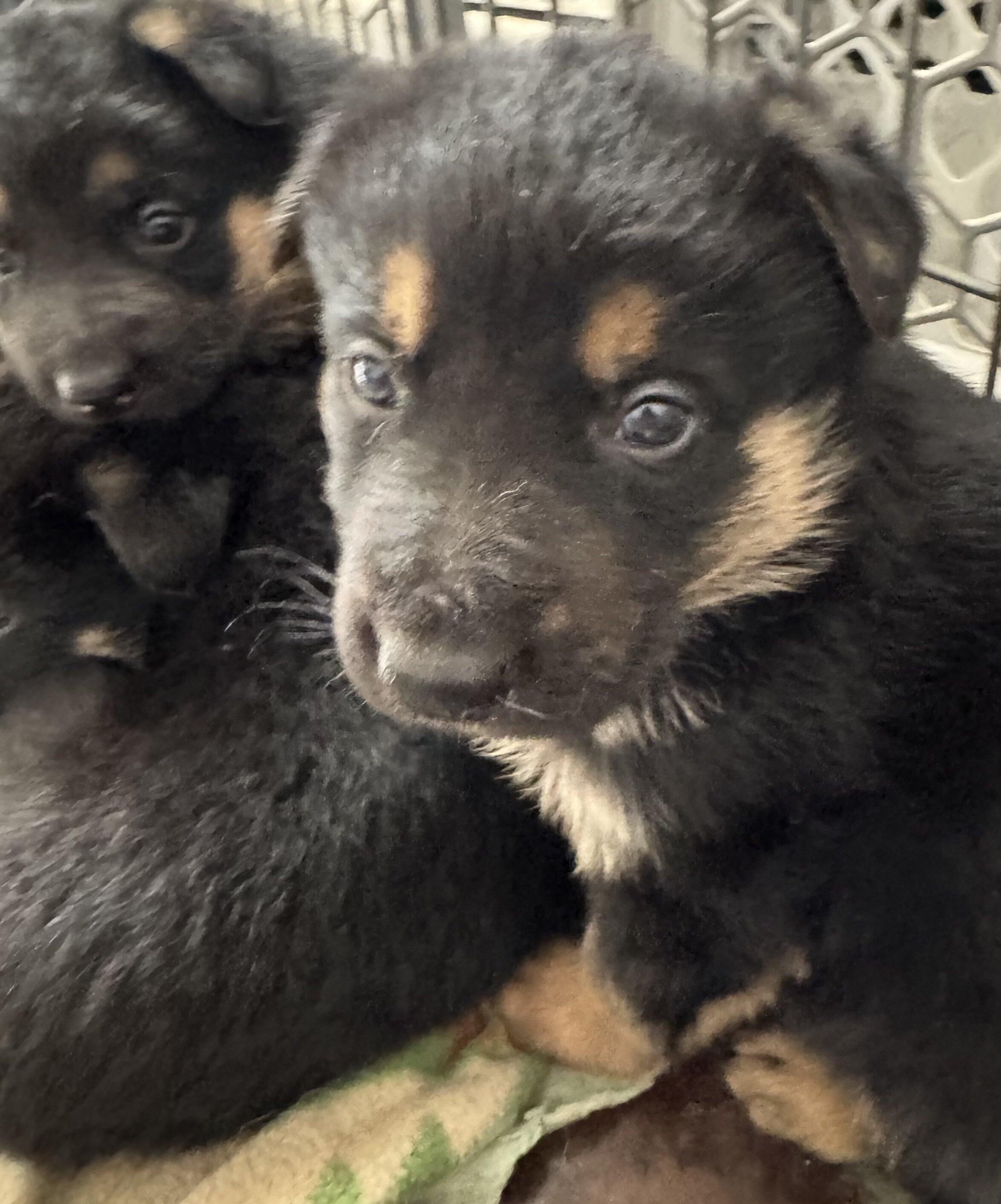 German Shepherd puppies image 2