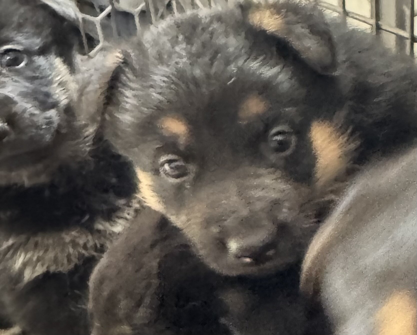 German Shepherd puppies image 3