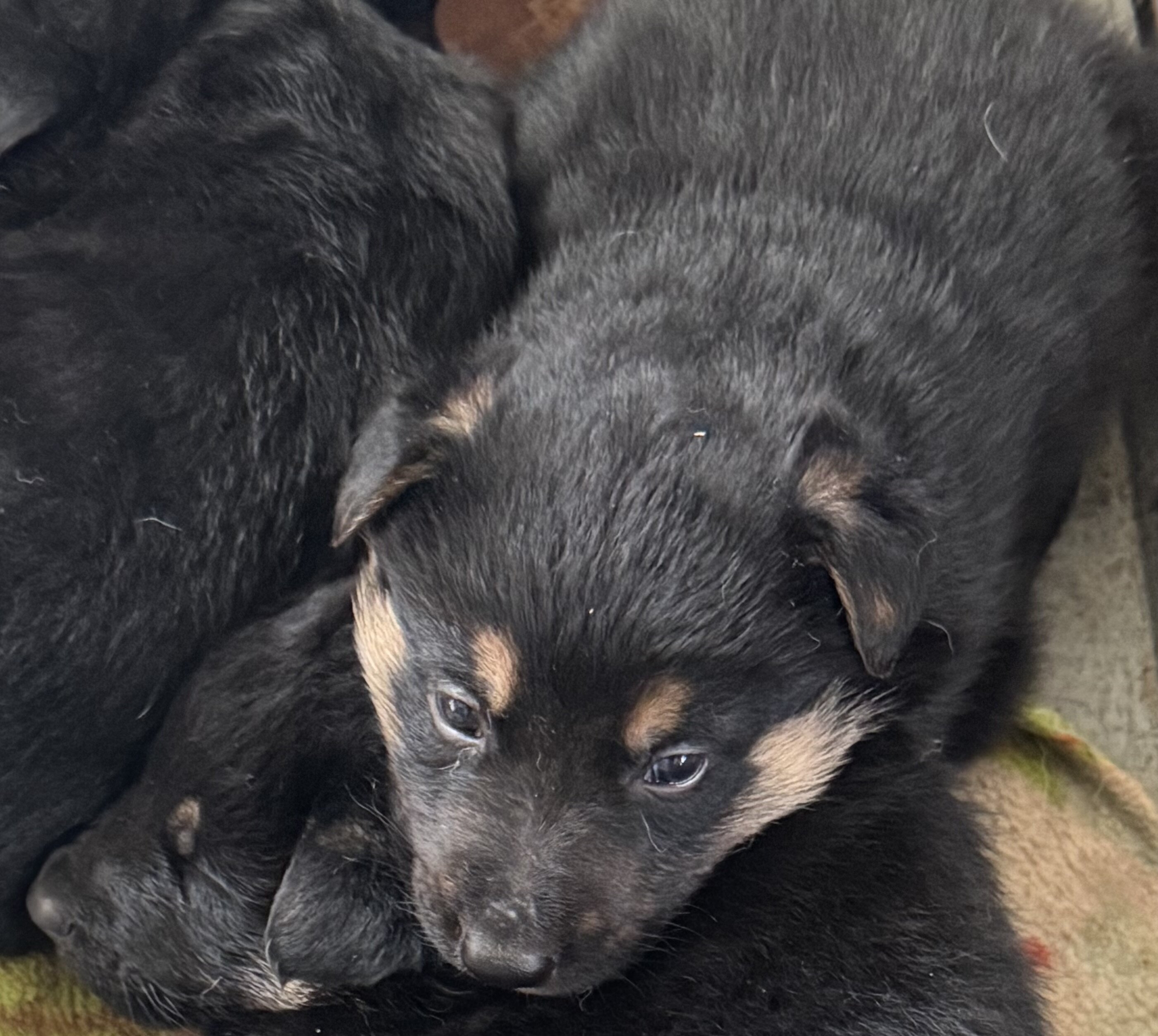German Shepherd puppies image 4