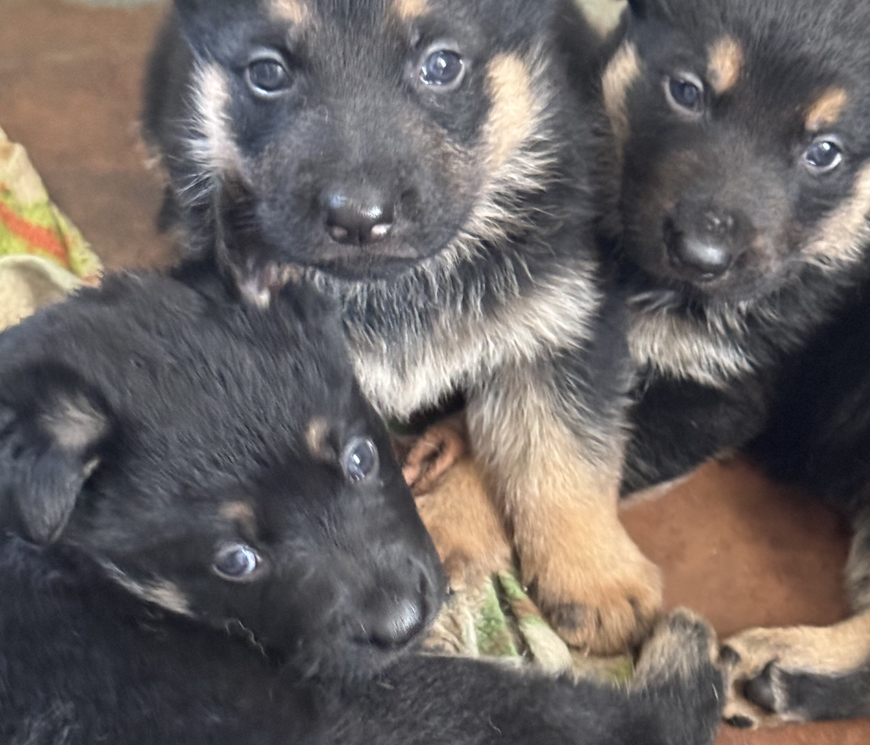 German Shepherd puppies image 5