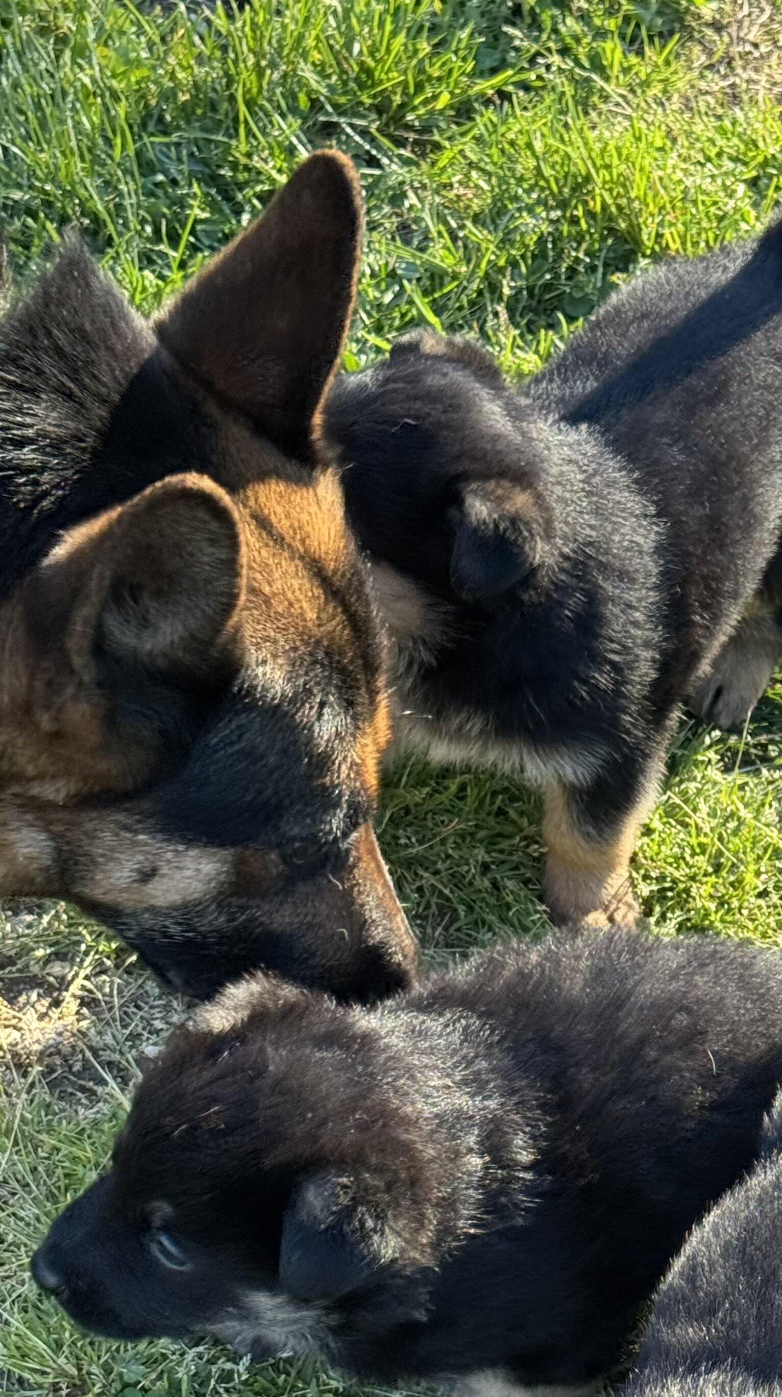 German Shepherd puppies image 6