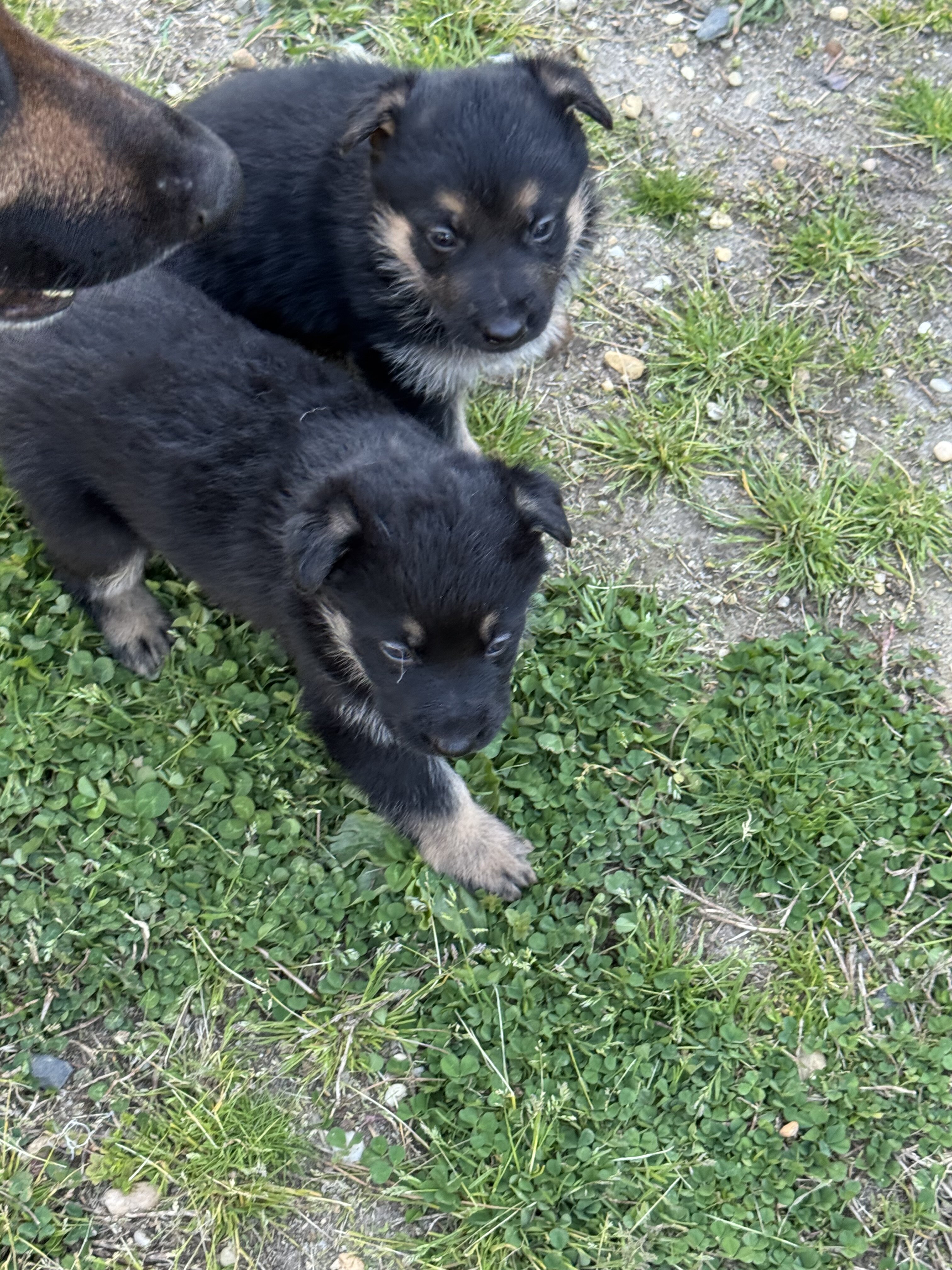 German Shepherd puppies image 8