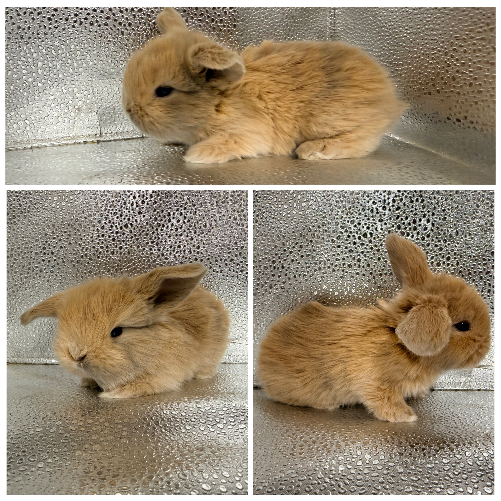 Holland Lop Bunnies image 7