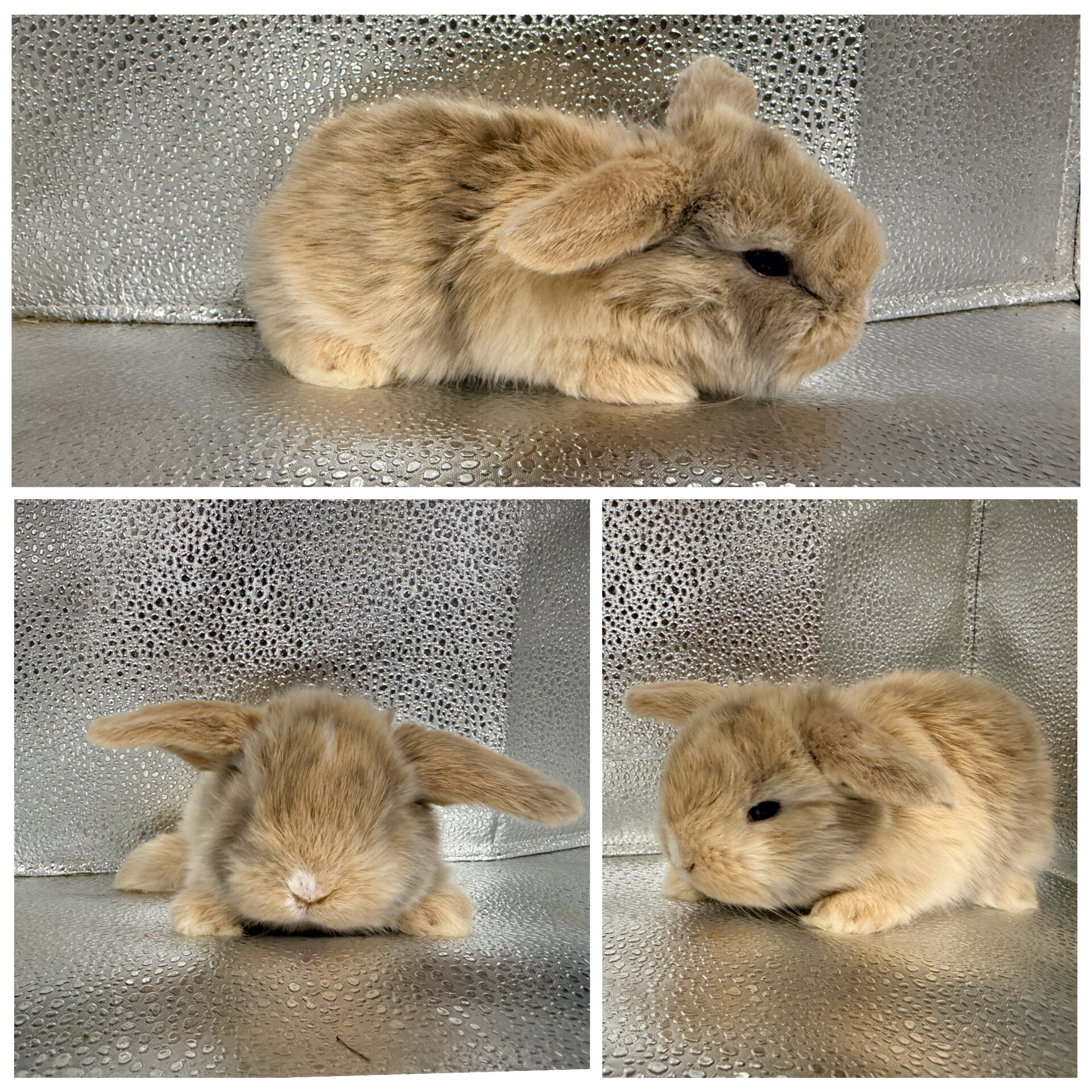 Holland Lop Bunnies image 5