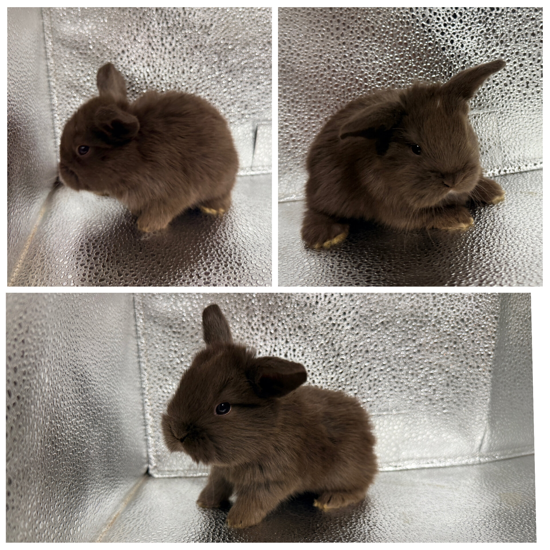 Holland Lop Bunnies image 4