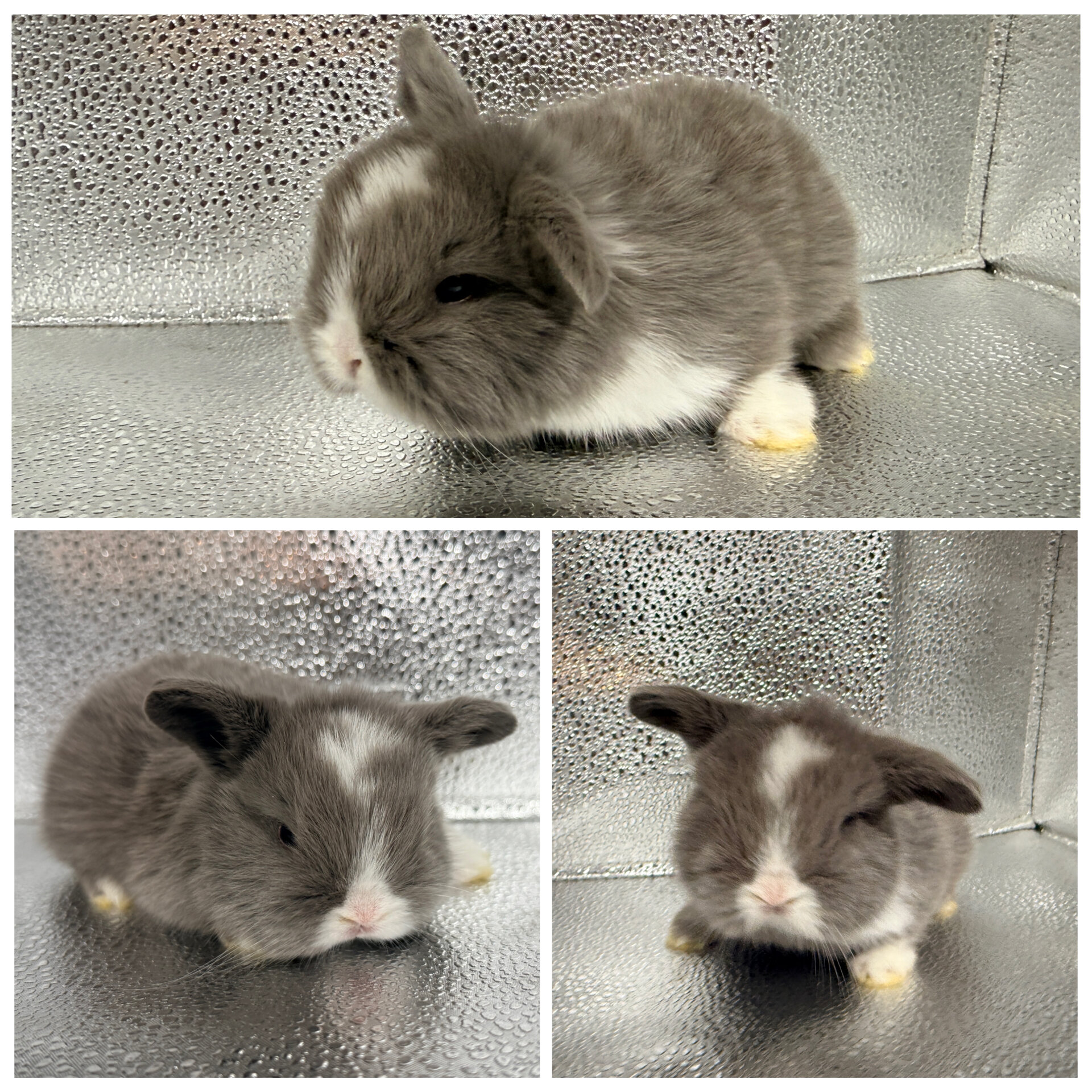 Holland Lop Bunnies image 8