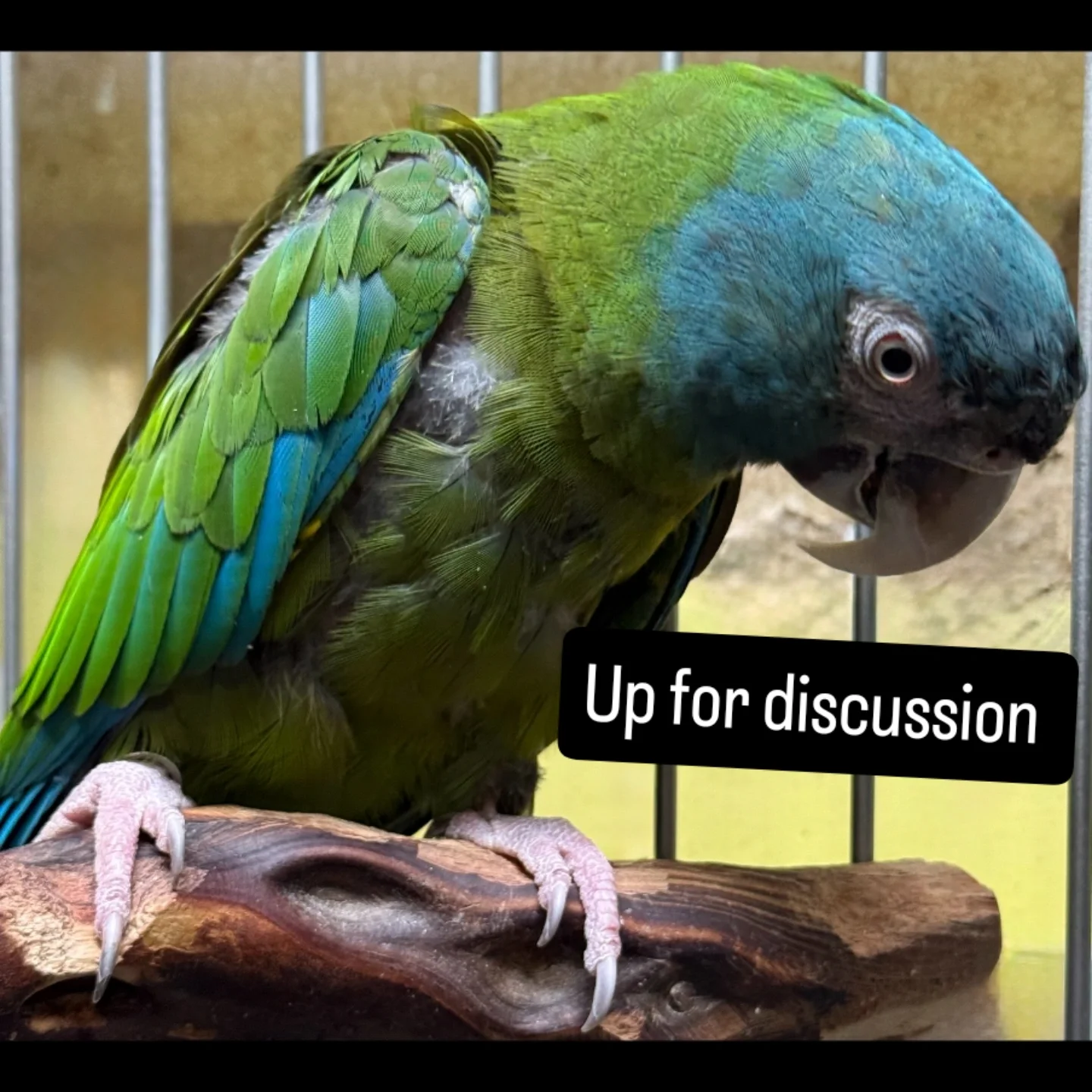 Blue headed macaw image 2