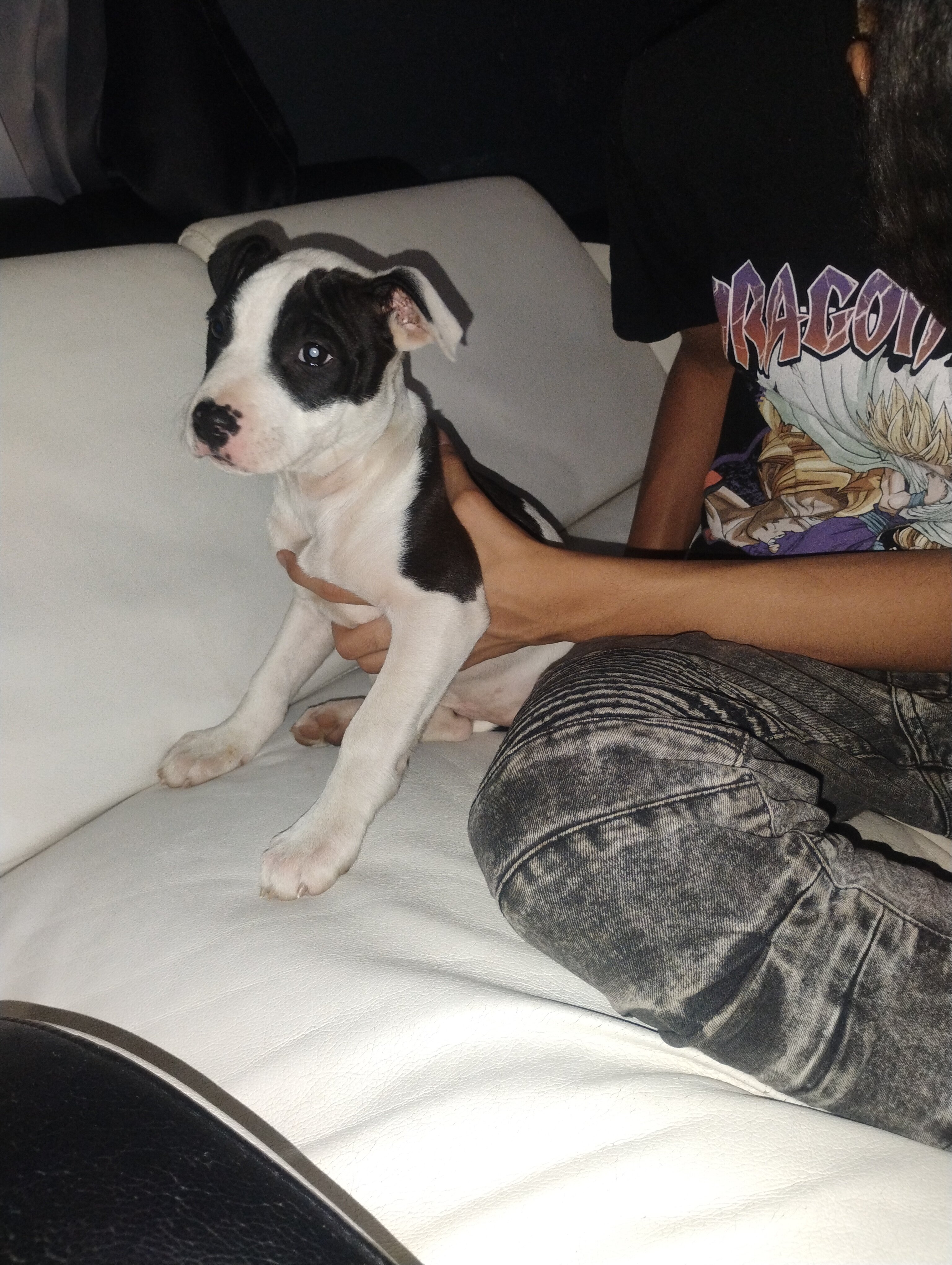 Puppies image 1