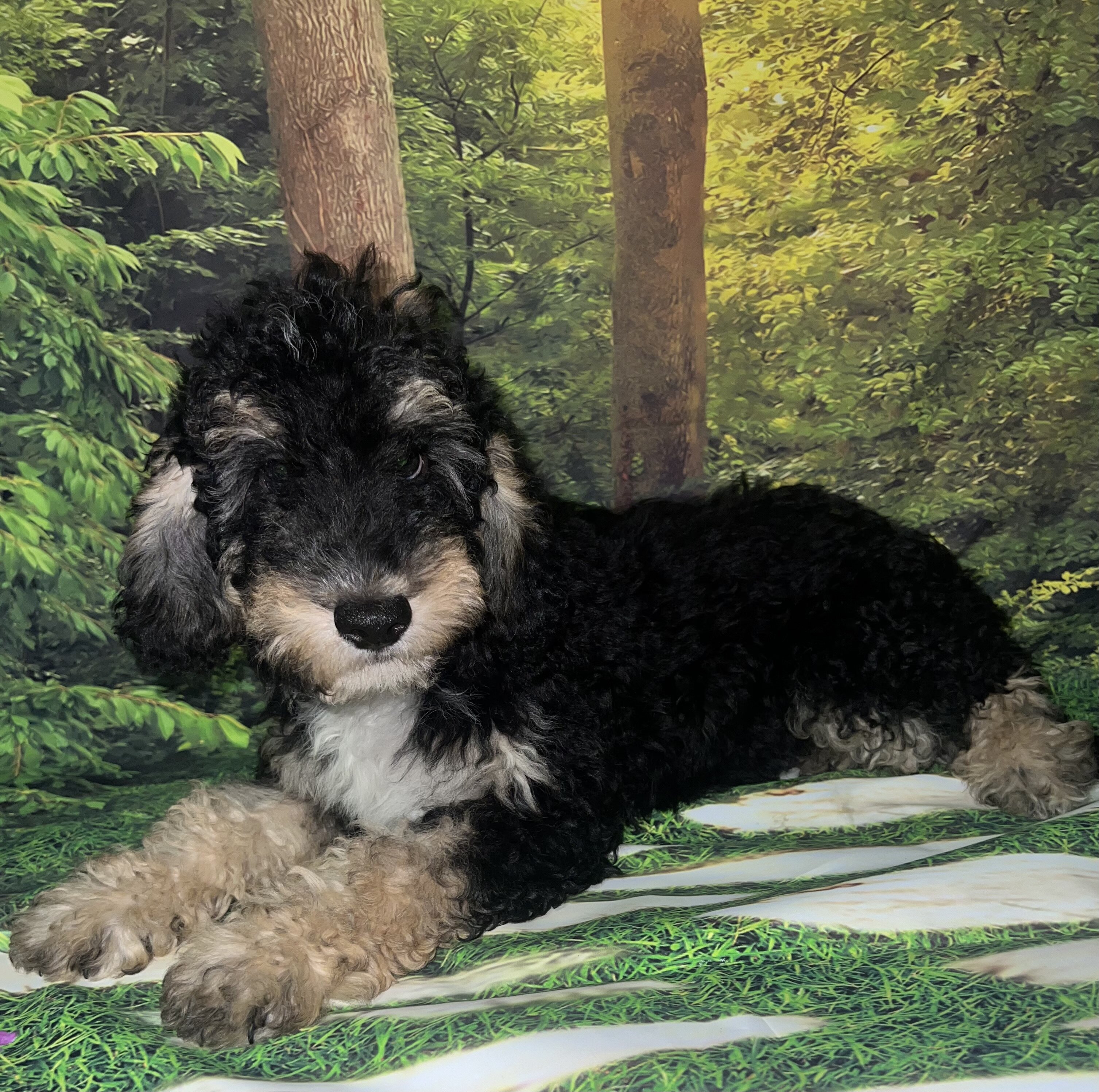 F1B Miniature Sheepadoodle image 9