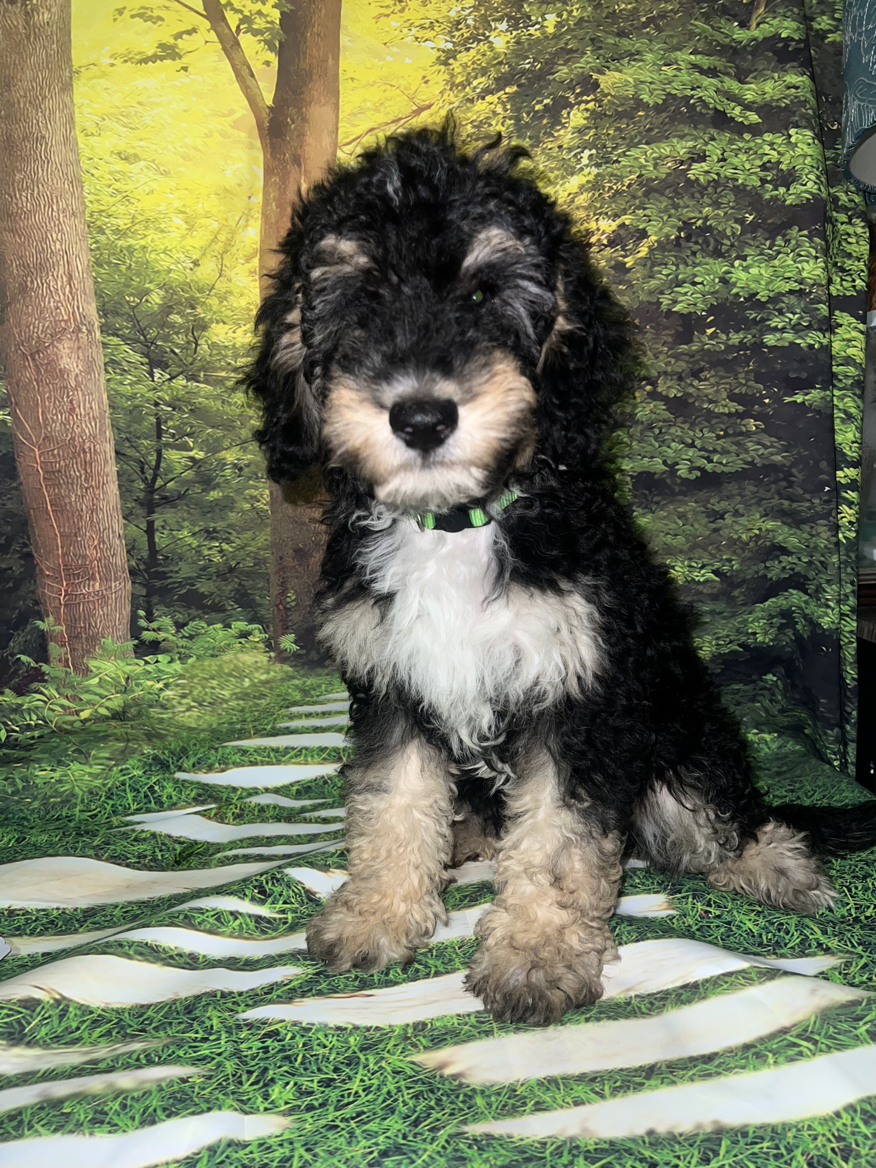 F1B Miniature Sheepadoodle image 8