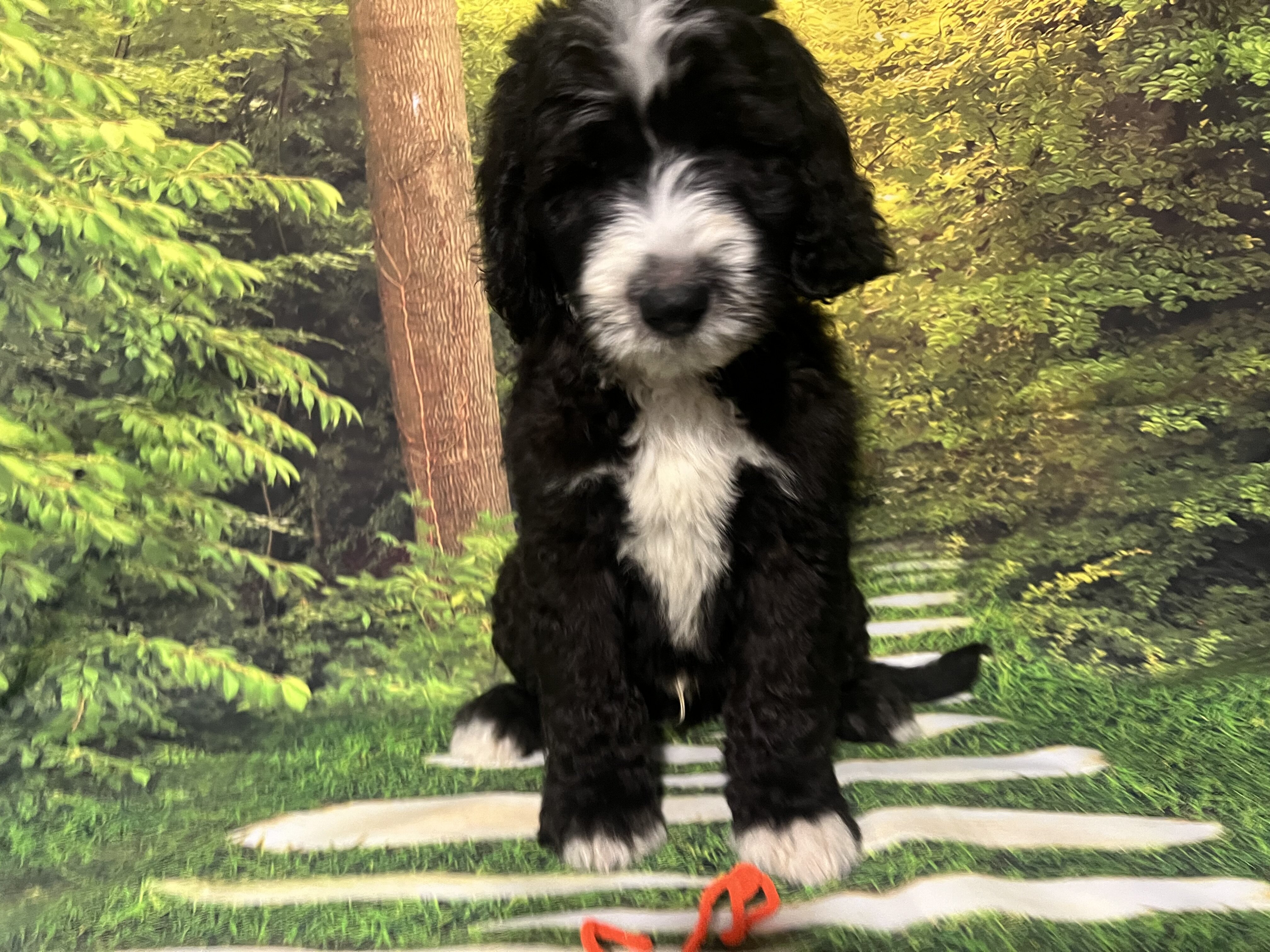 Sheepadoodles image 1