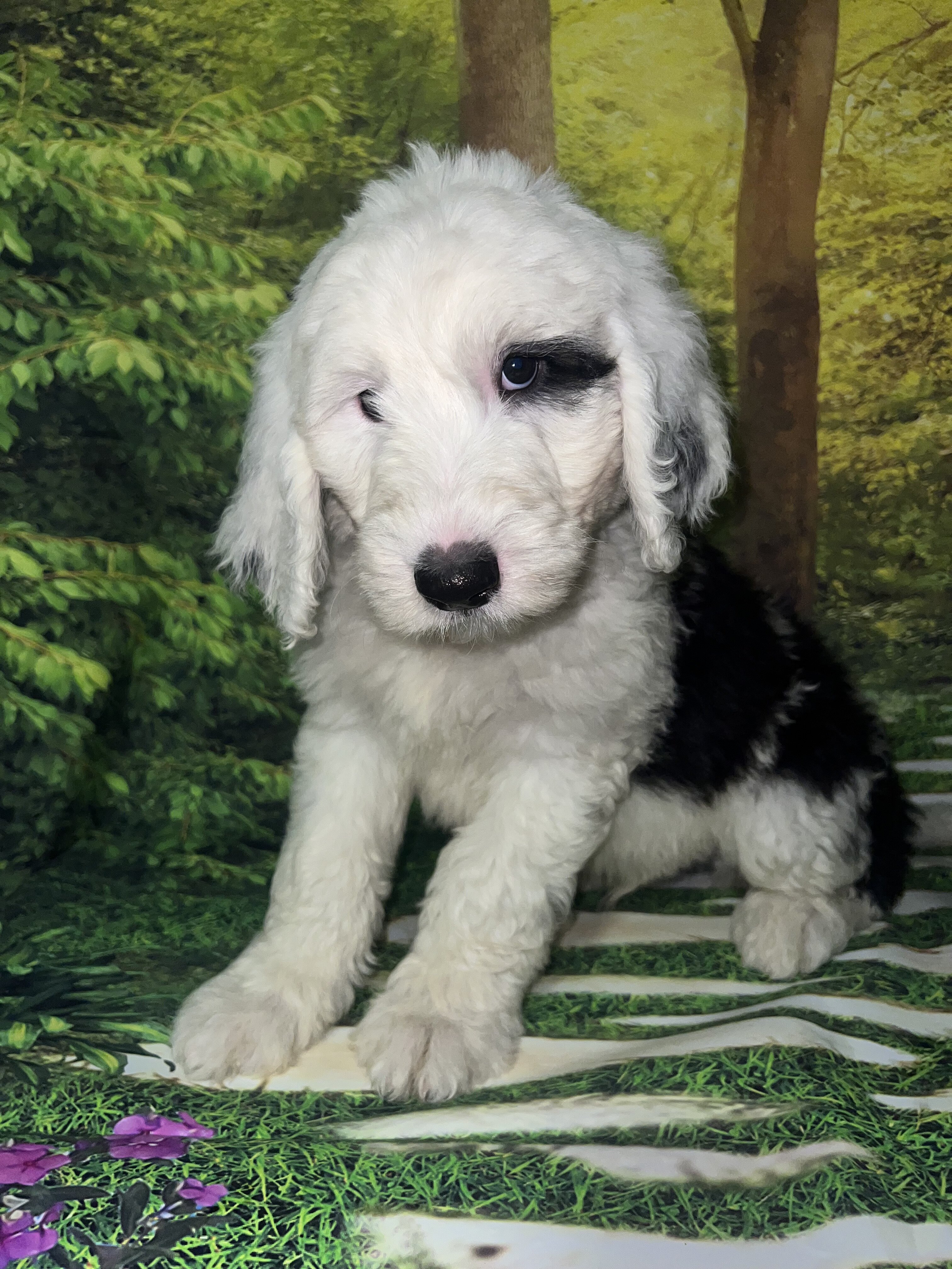 Standard Sheepadoodles image 4