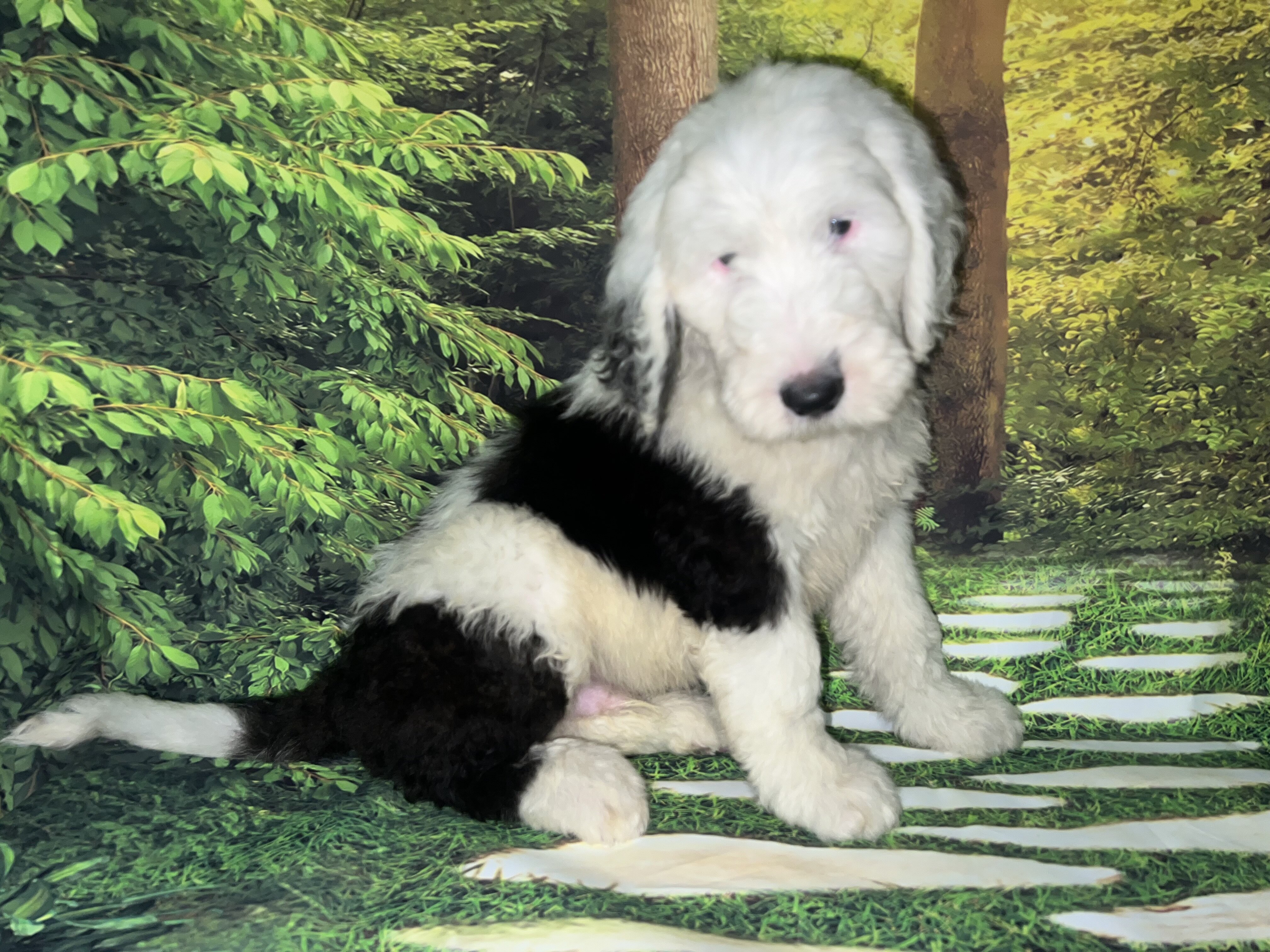 Standard Sheepadoodles image 7