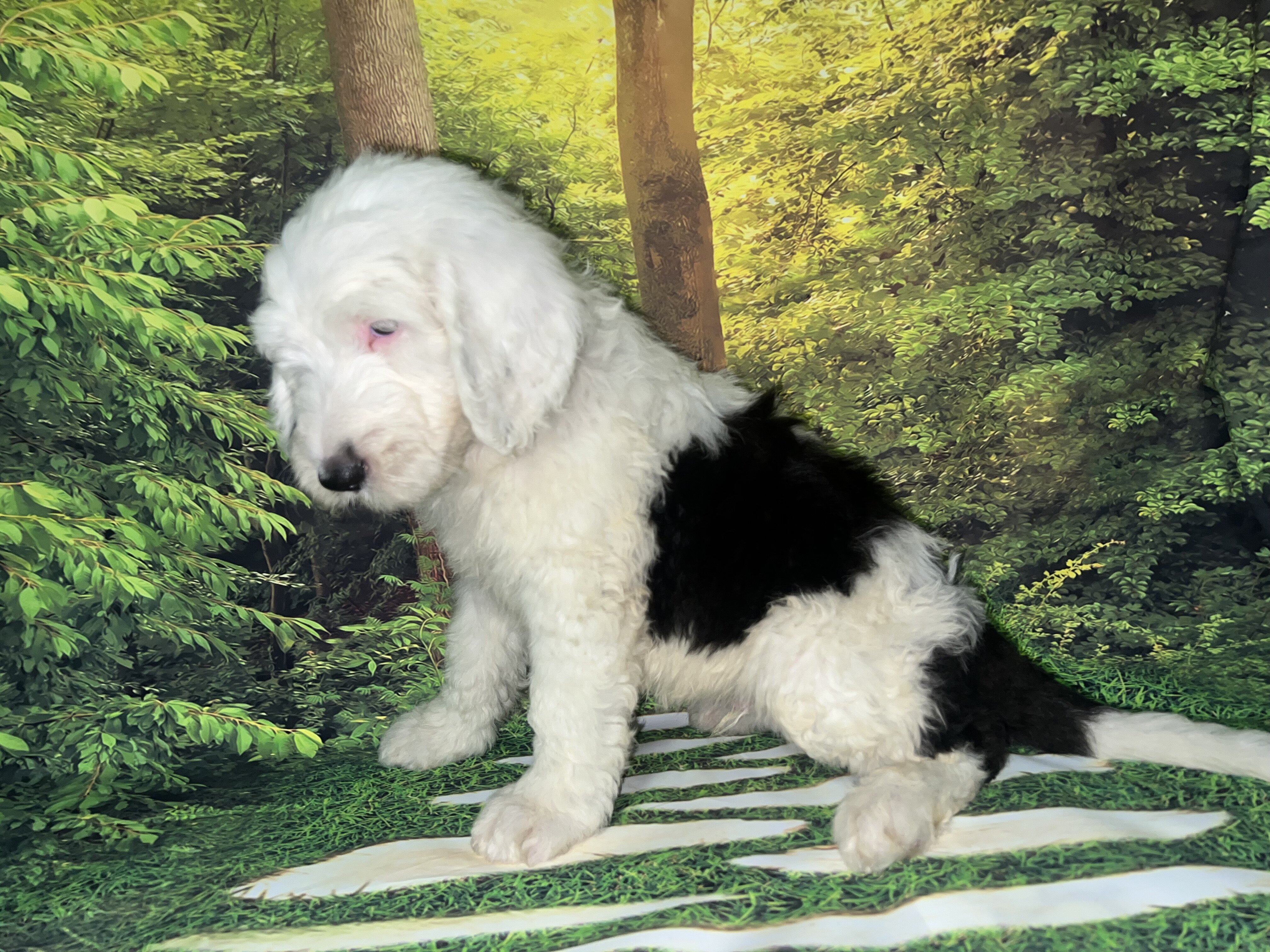 Standard Sheepadoodles image 6