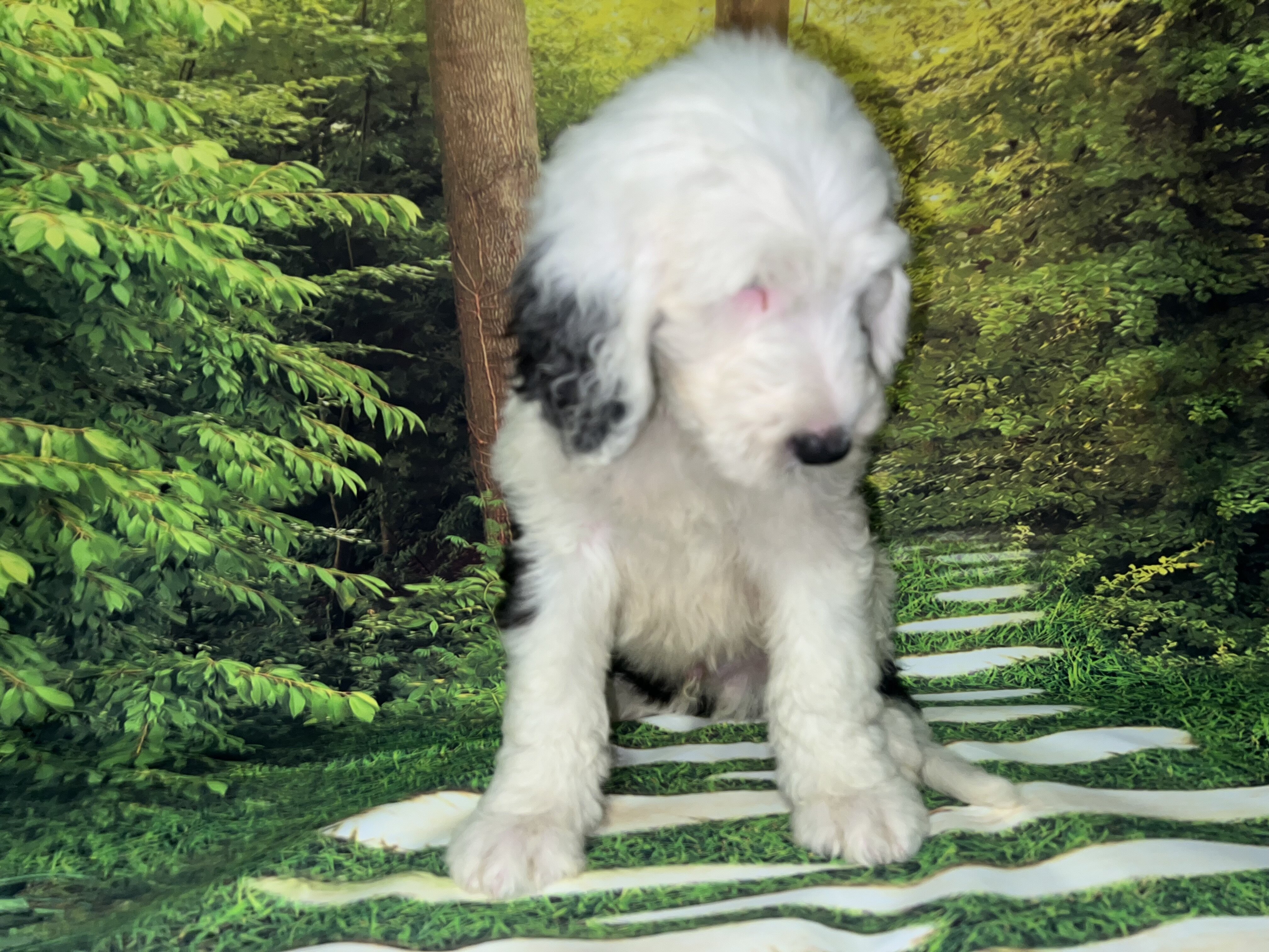 Standard Sheepadoodles image 1