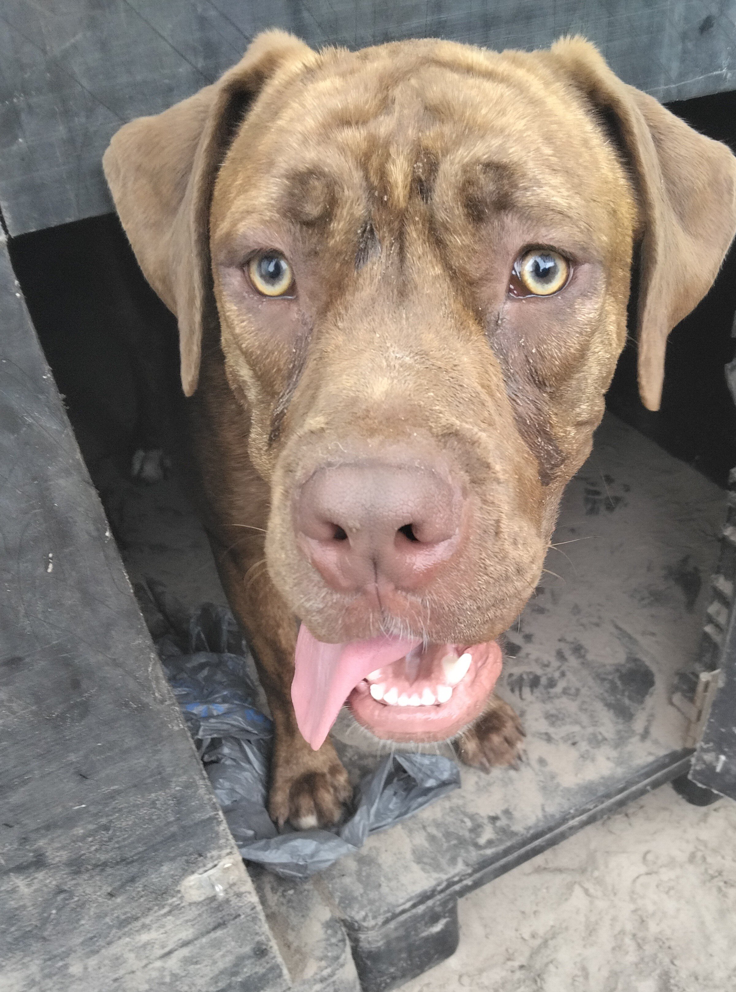 Cane corso - presa canario Puppy 5 months old image 1