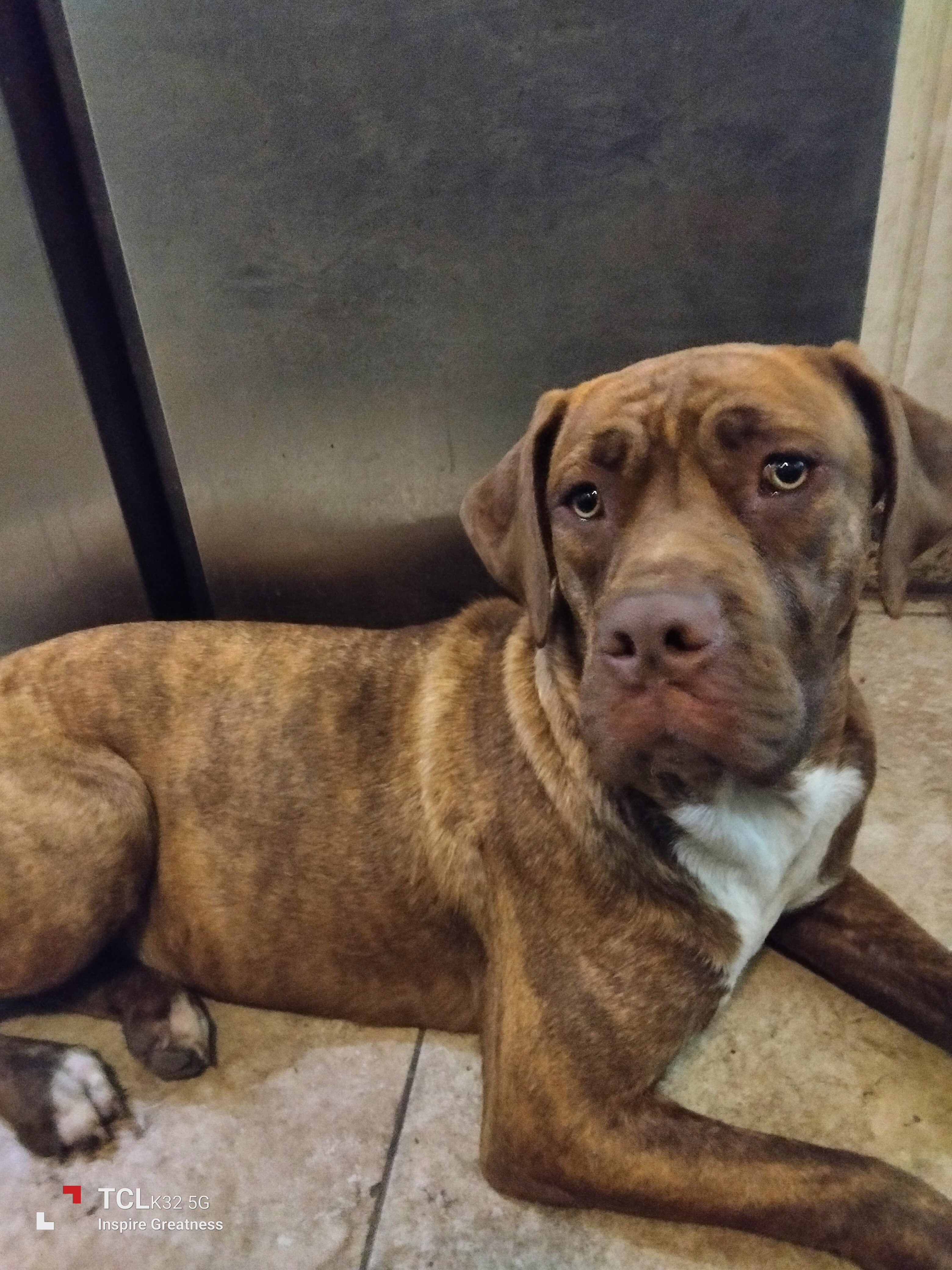 Cane corso - presa canario Puppy 5 months old image 2