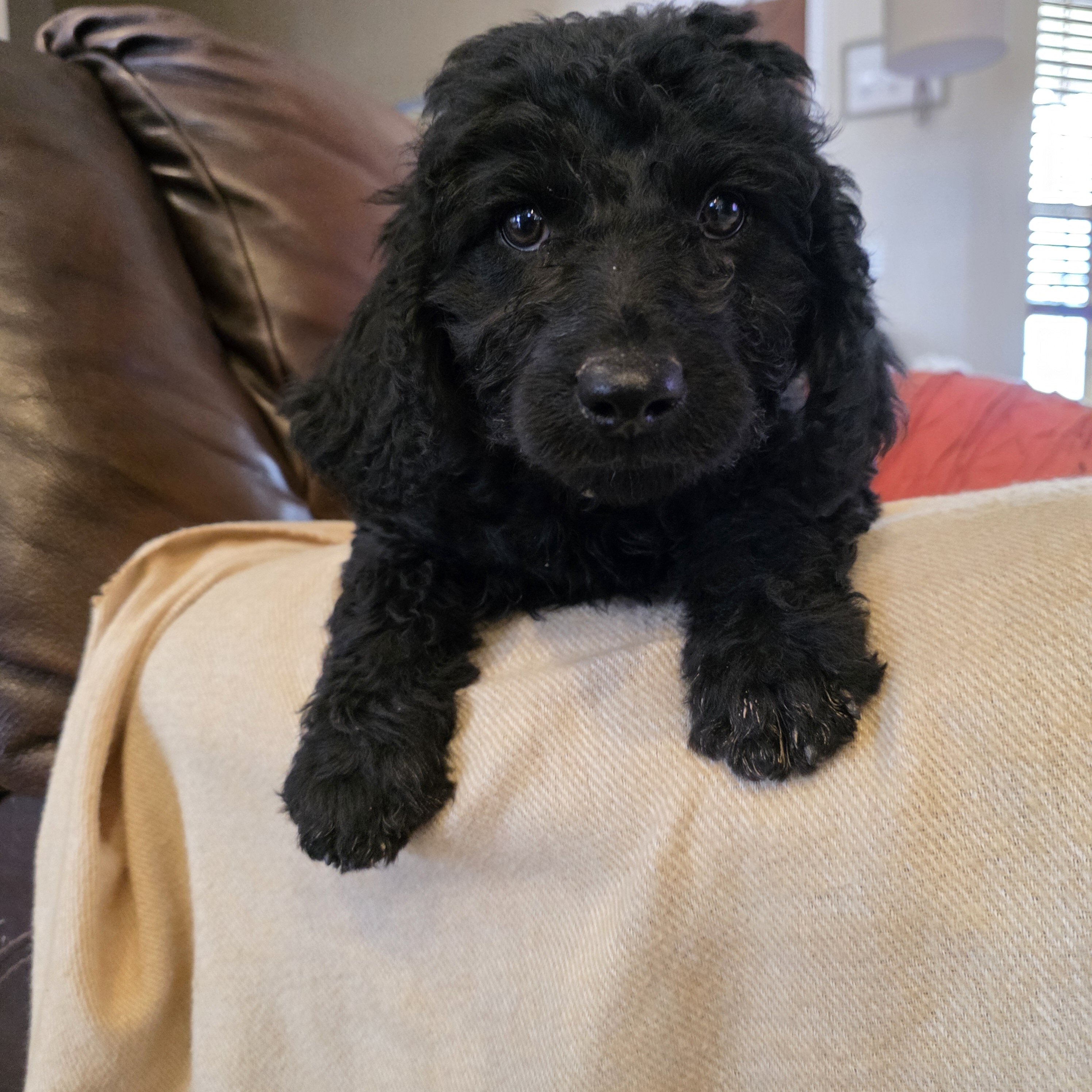 Mini Goldendoodle image 2