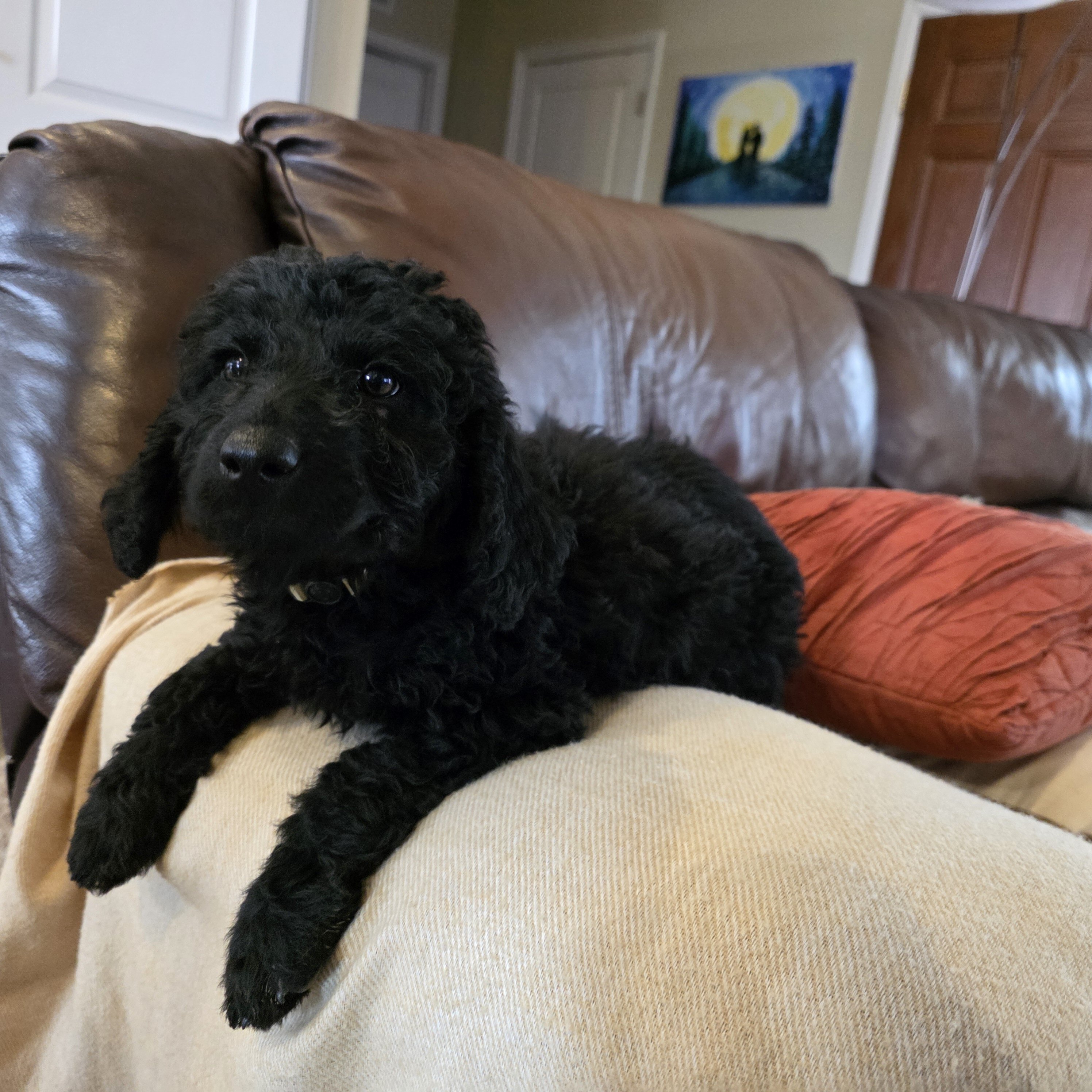 Mini Goldendoodle image 8