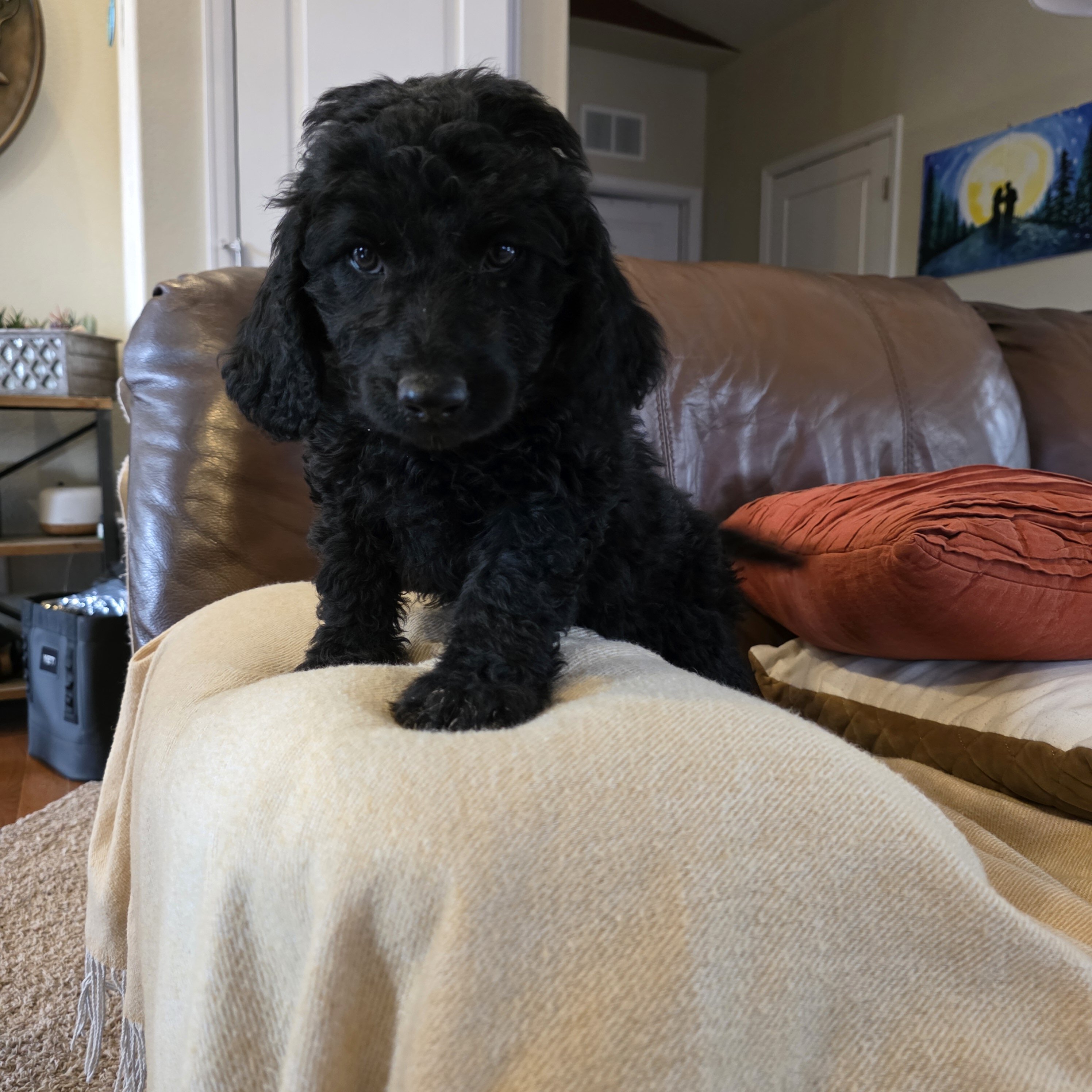 Mini Goldendoodle image 3