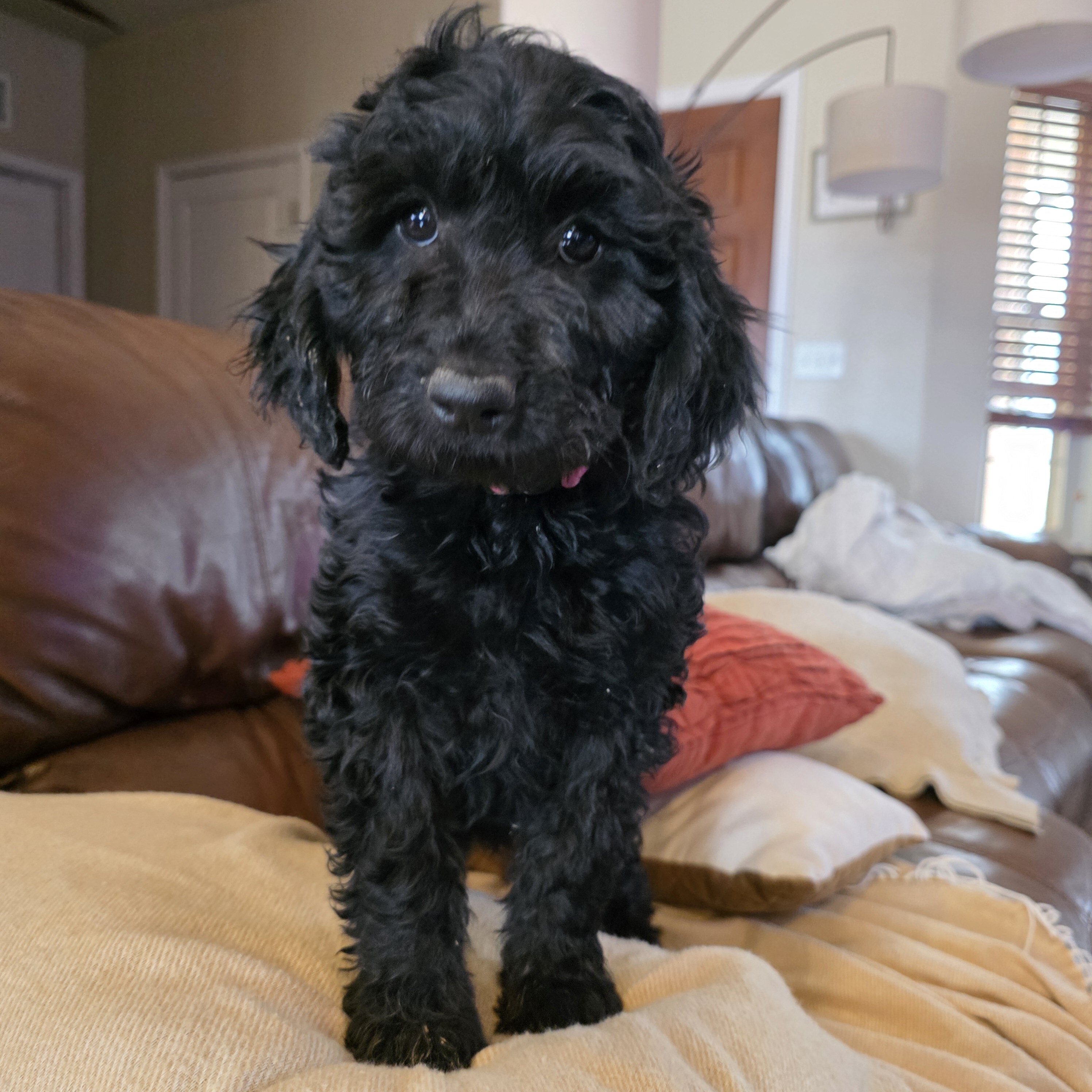 Mini Goldendoodle image 4