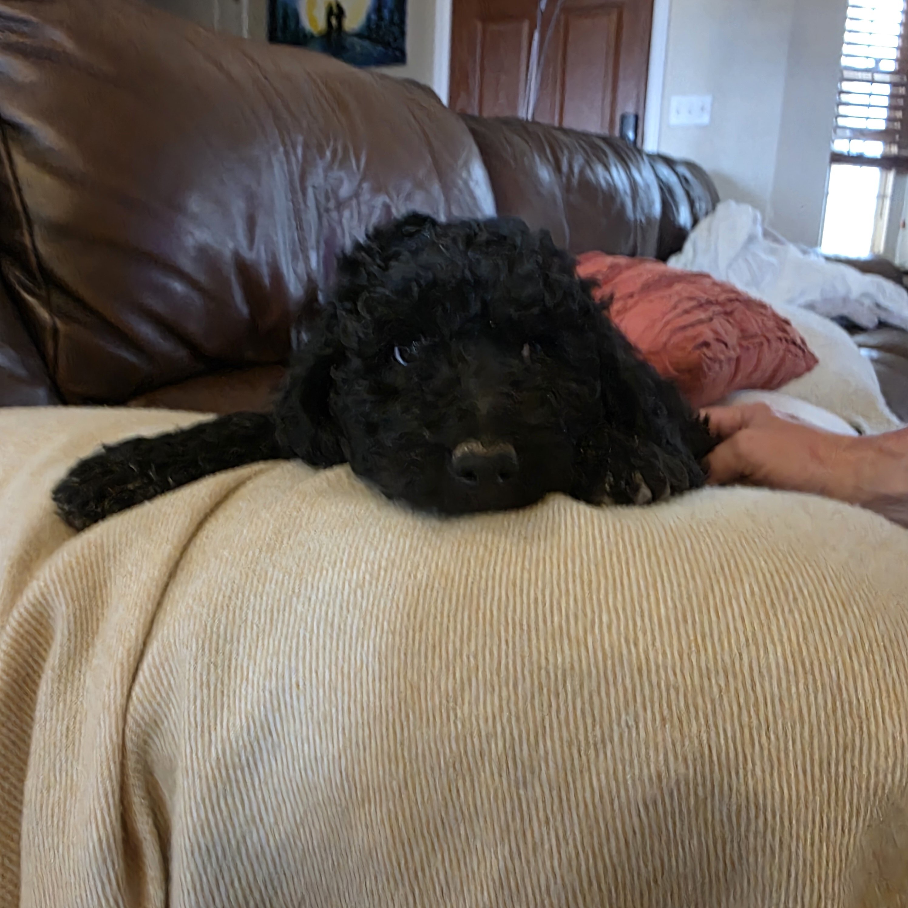Mini Goldendoodle image 7