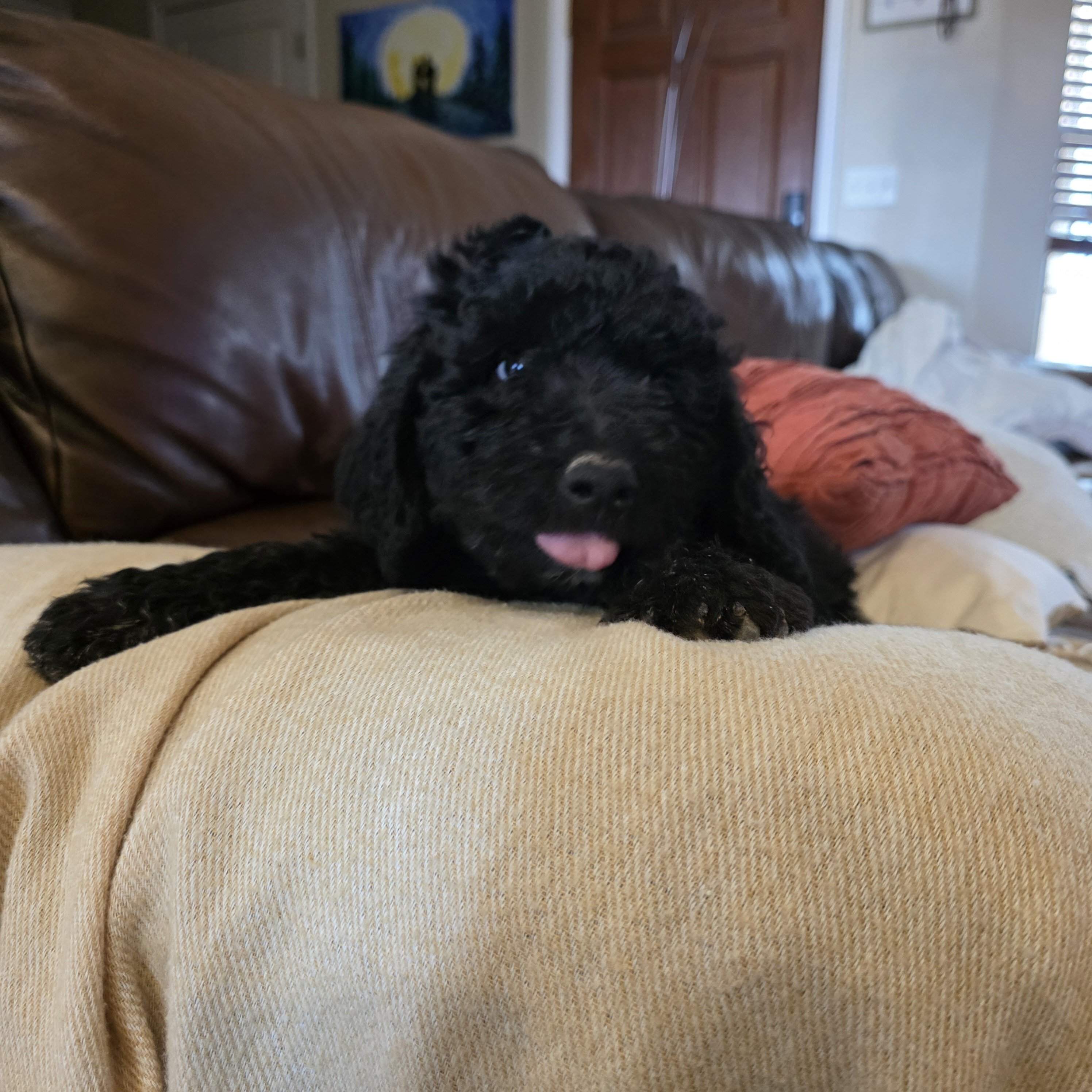 Mini Goldendoodle image 6