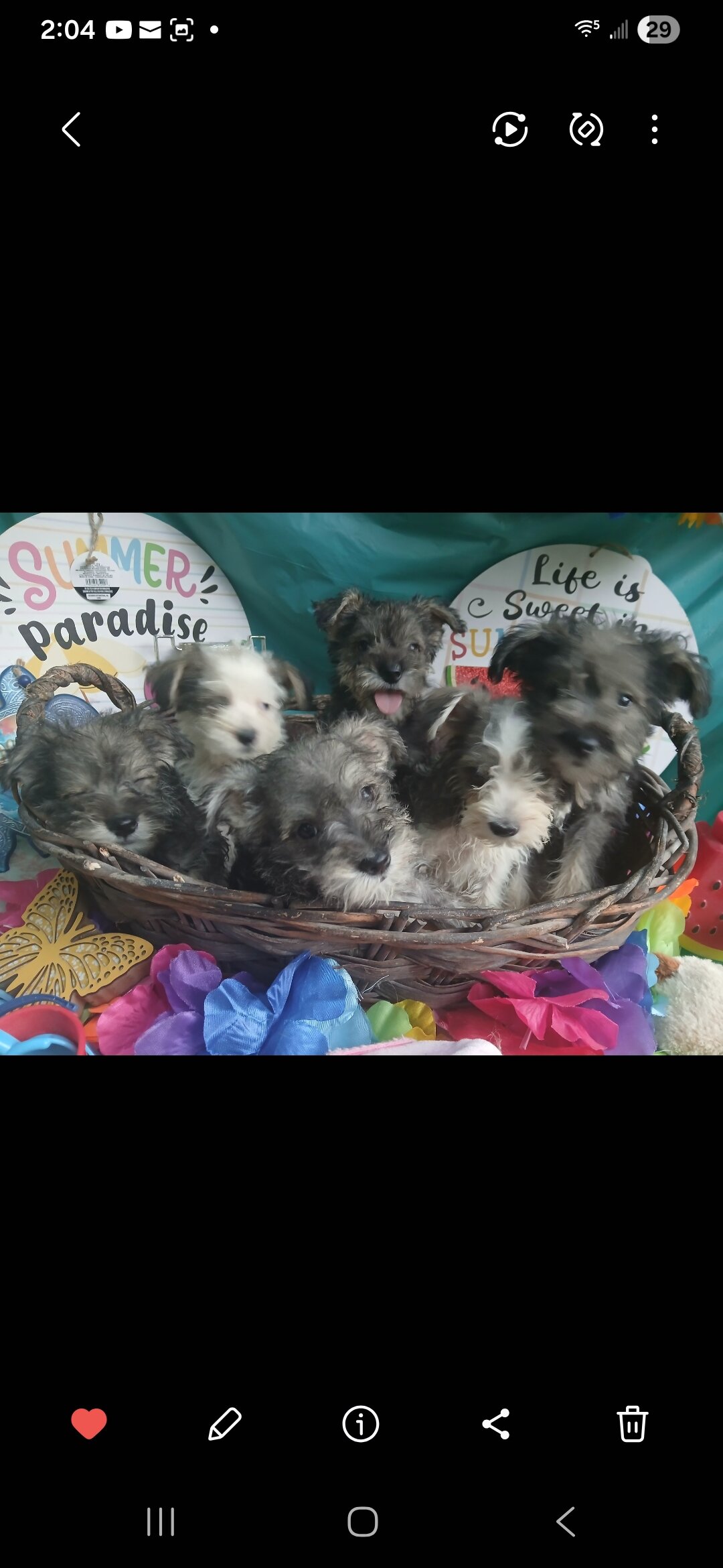 Miniature Schnauzers Cute and Little image 1