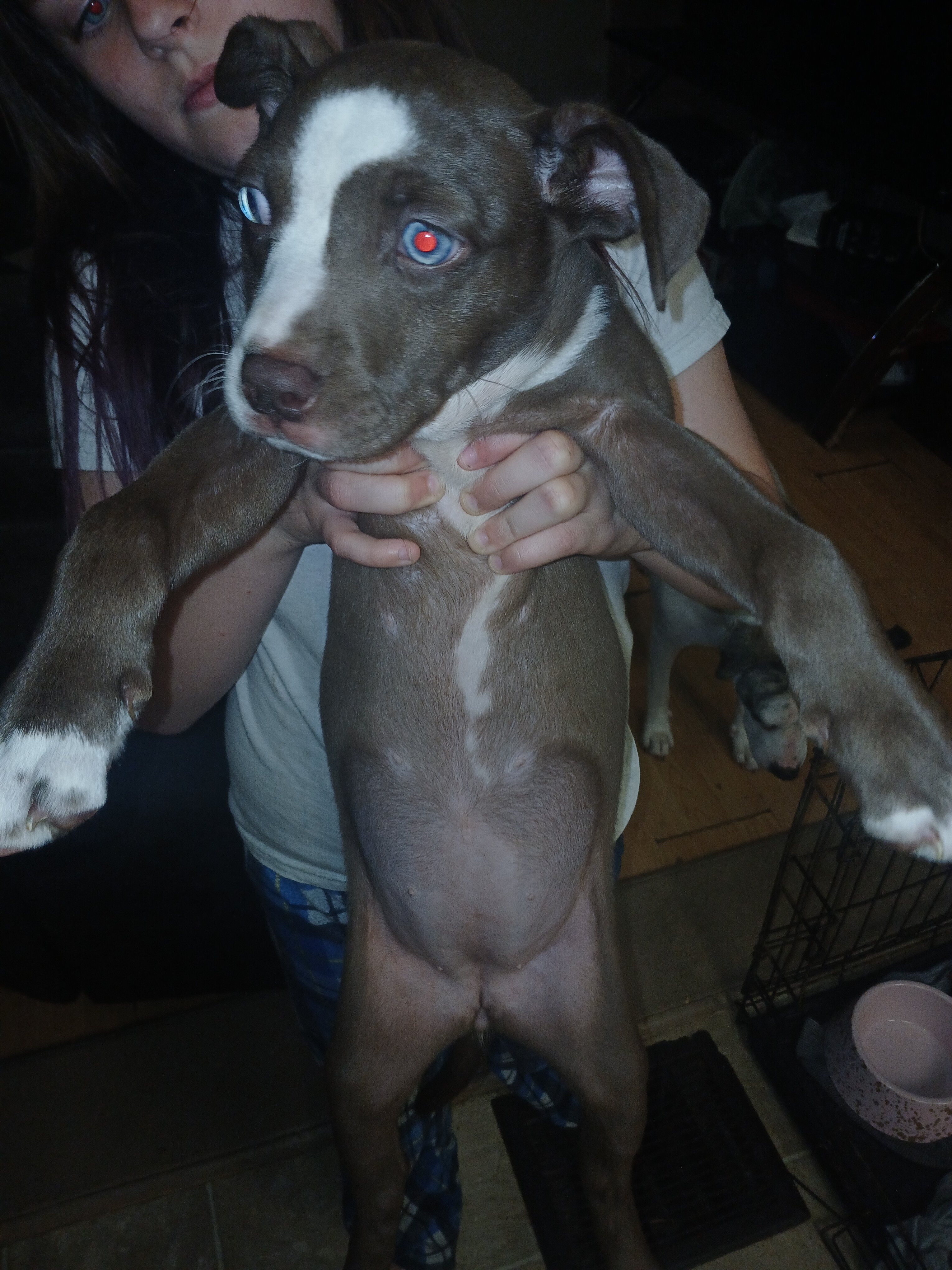 Puppy's for sale image 3