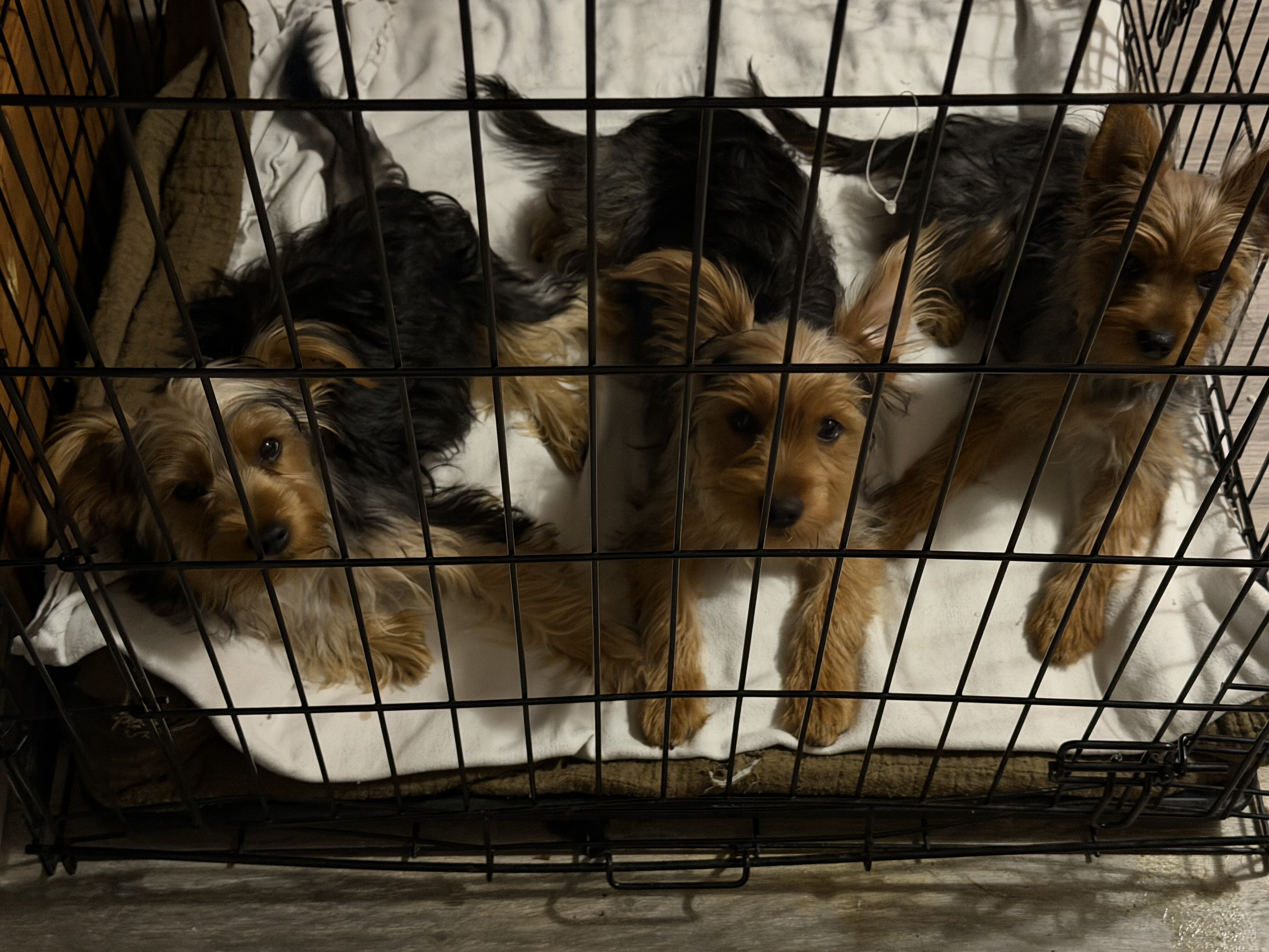 Yorkieshire Terrier image 6