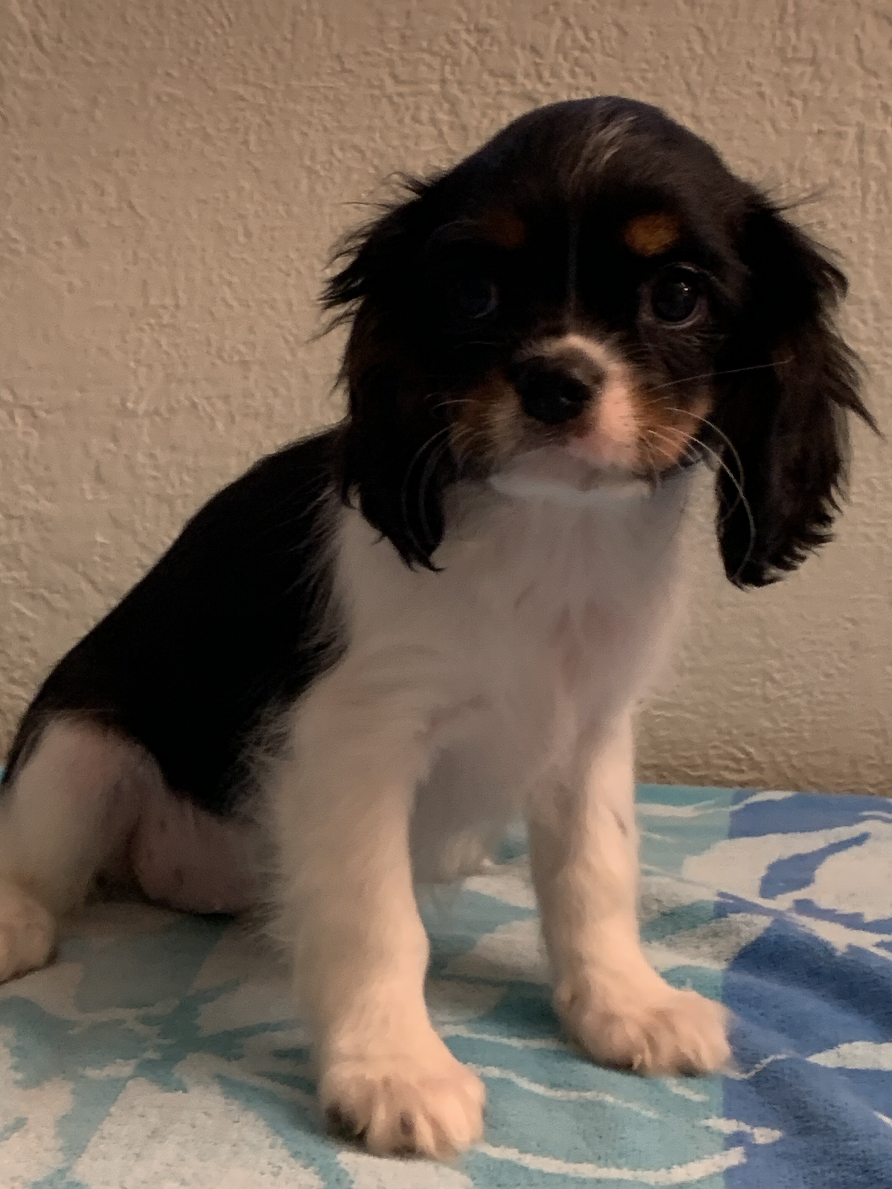 Cavalier King Charles AKC Spaniel Puppies image 3