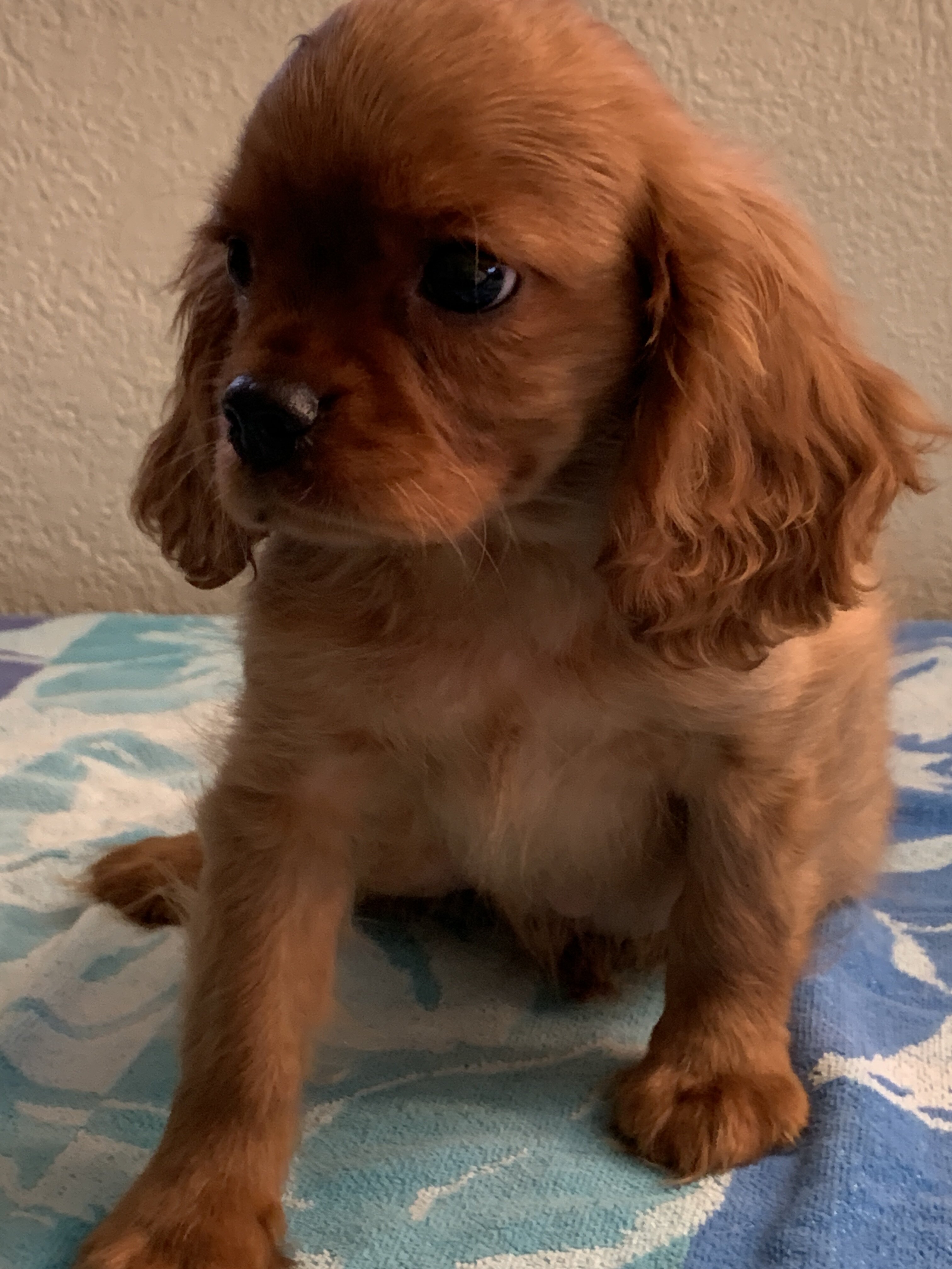 Cavalier King Charles AKC Spaniel Puppies image 1
