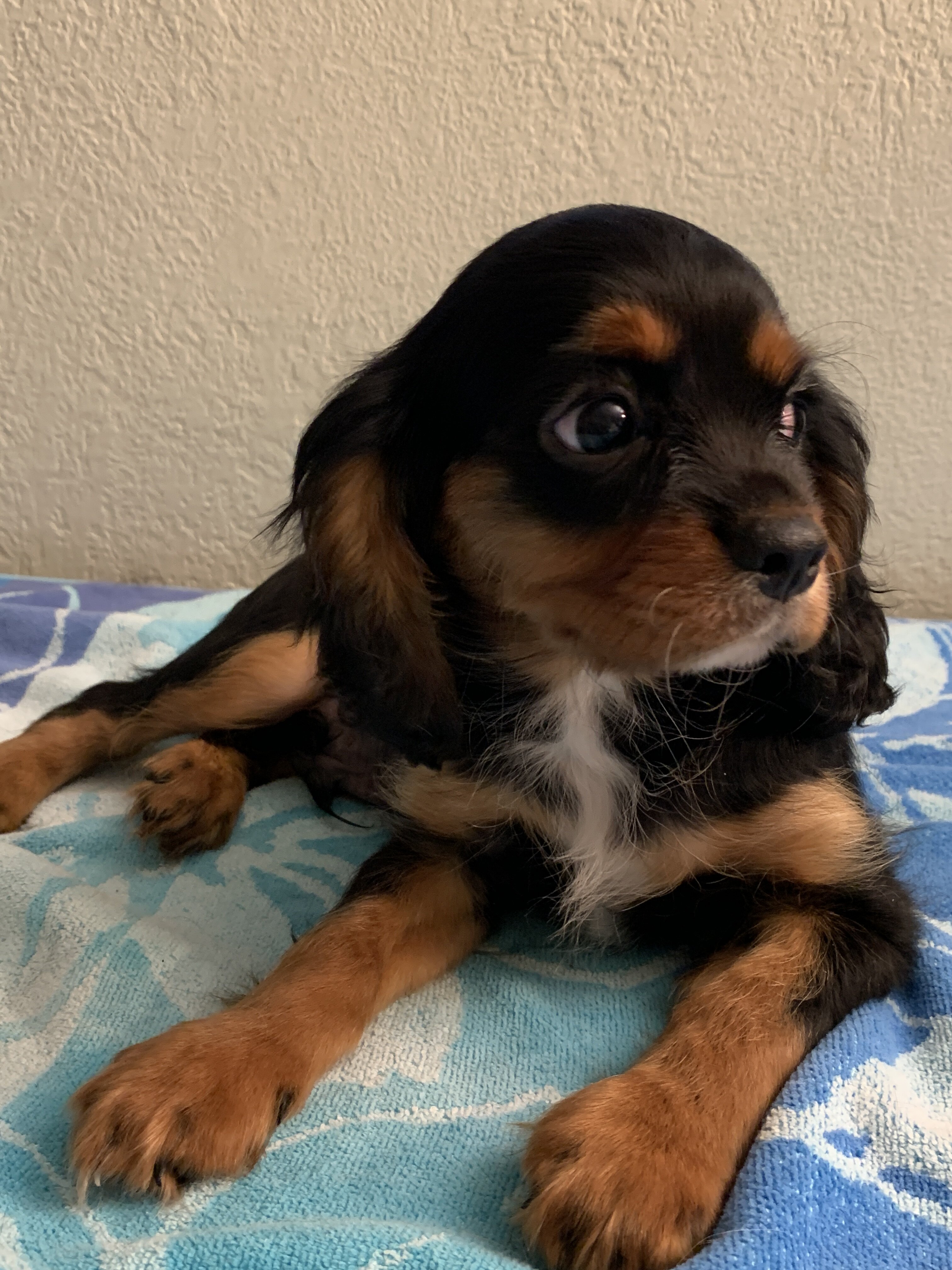 Cavalier King Charles AKC Spaniel Puppies image 2
