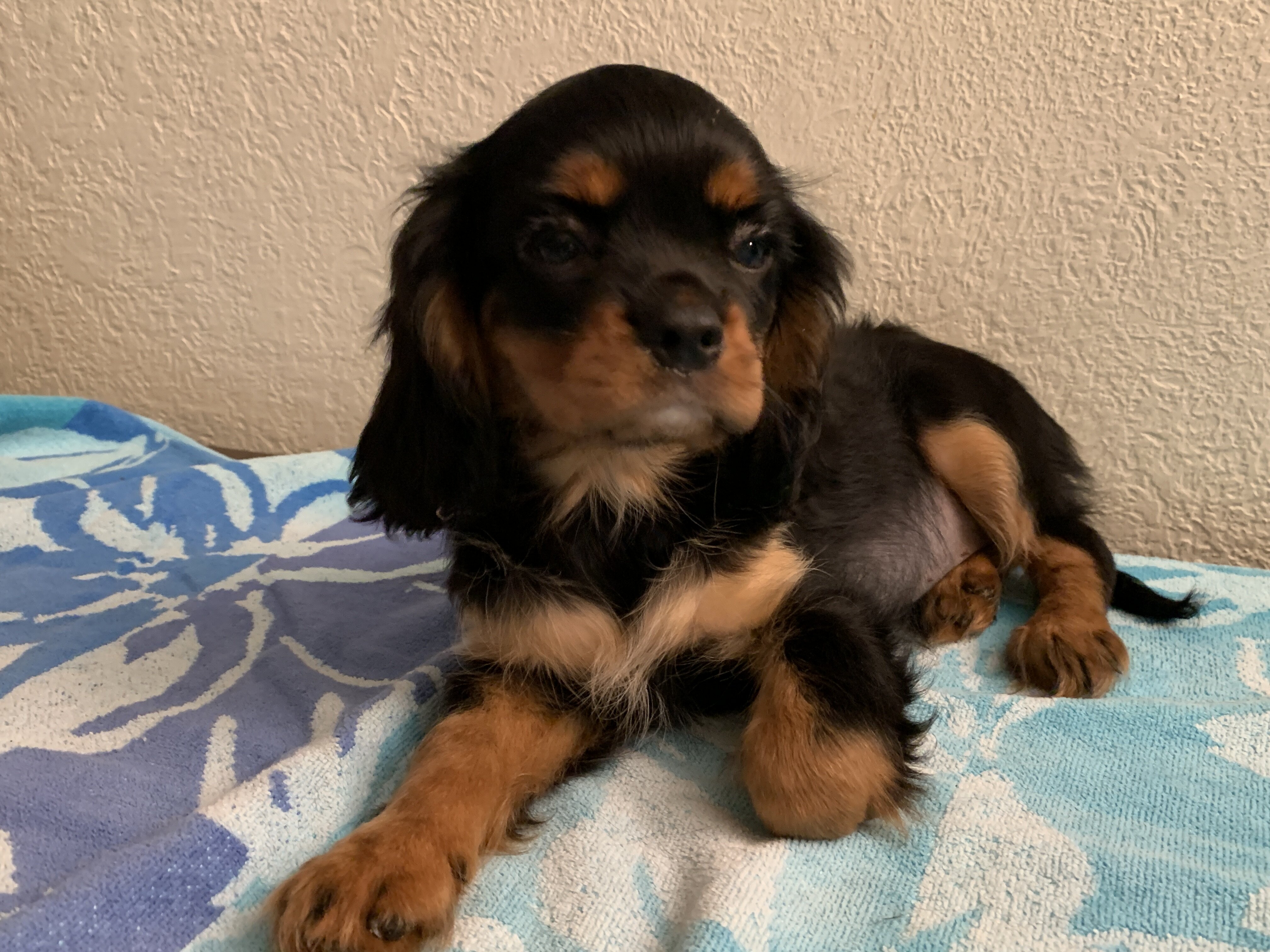 Cavalier King Charles AKC Spaniel Puppies image 4