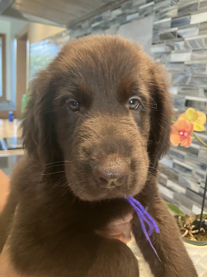 Pure Bred Flat-Coat Retriever Liver-Colored image 10