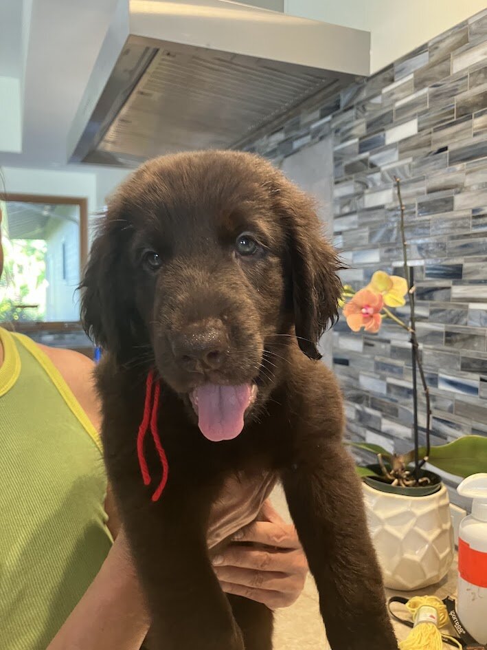 Pure Bred Flat-Coat Retriever Liver-Colored image 8
