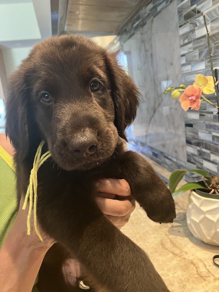 Pure Bred Flat-Coat Retriever Liver-Colored image 9