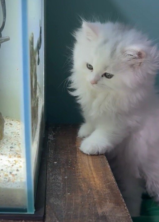 Pure White Persian Kittens (Atlanta) image 1