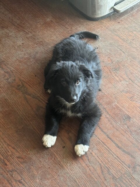 Aussie/Border Collie Puppies Needing 4Ever Homes image 7