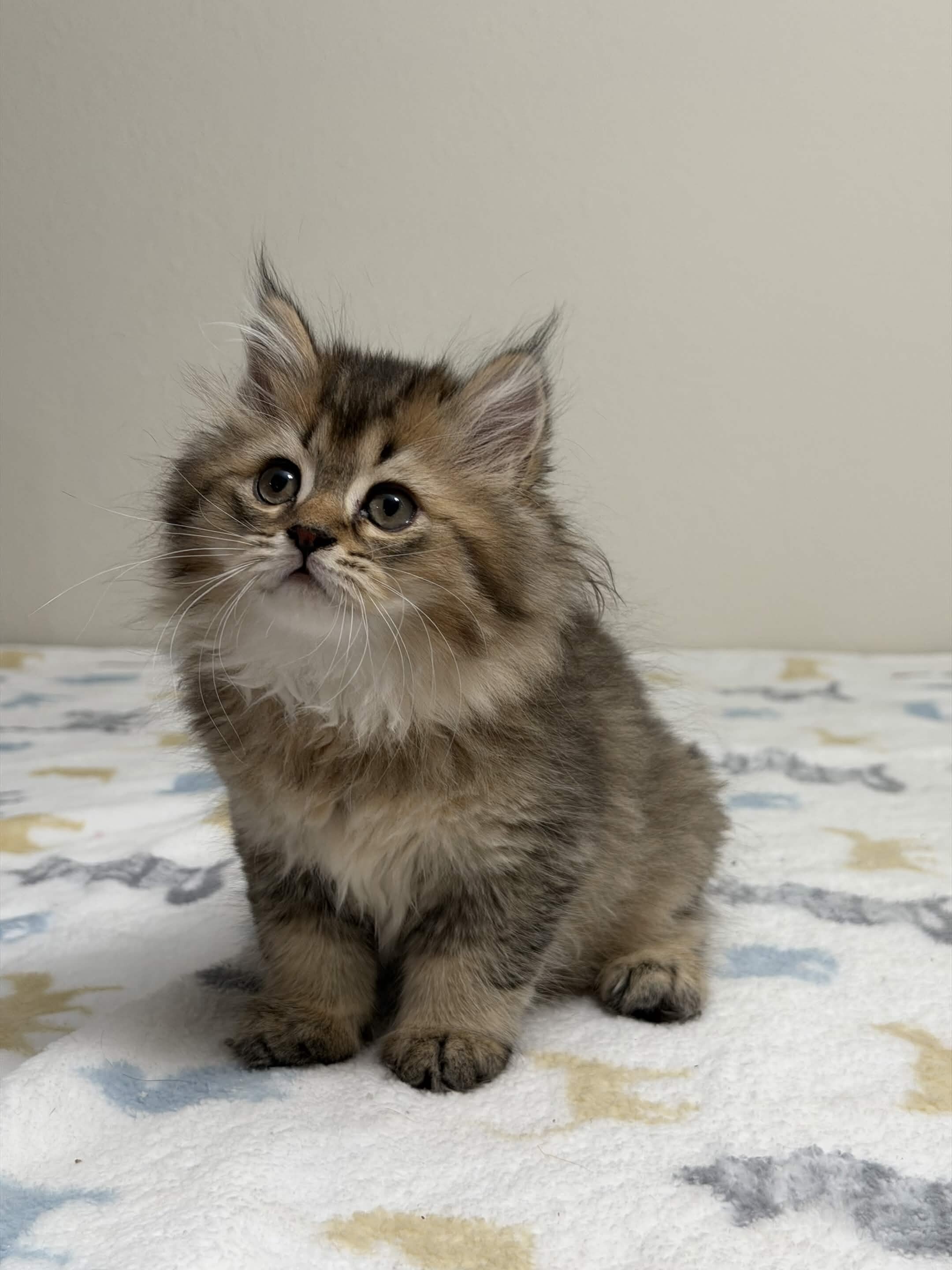 TICA British Longhair Kitten image 3