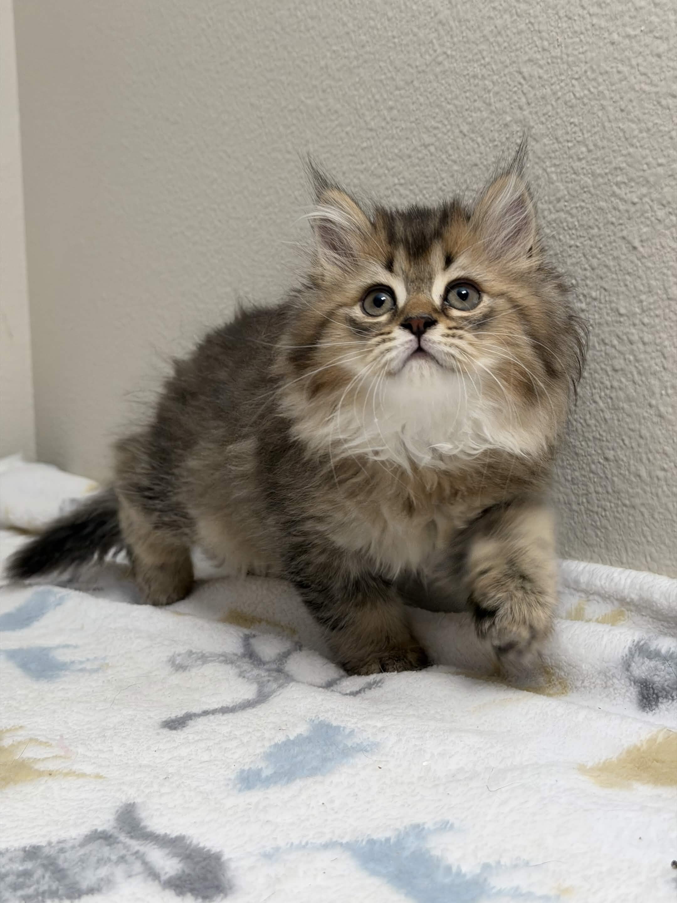 TICA British Longhair Kitten image 1