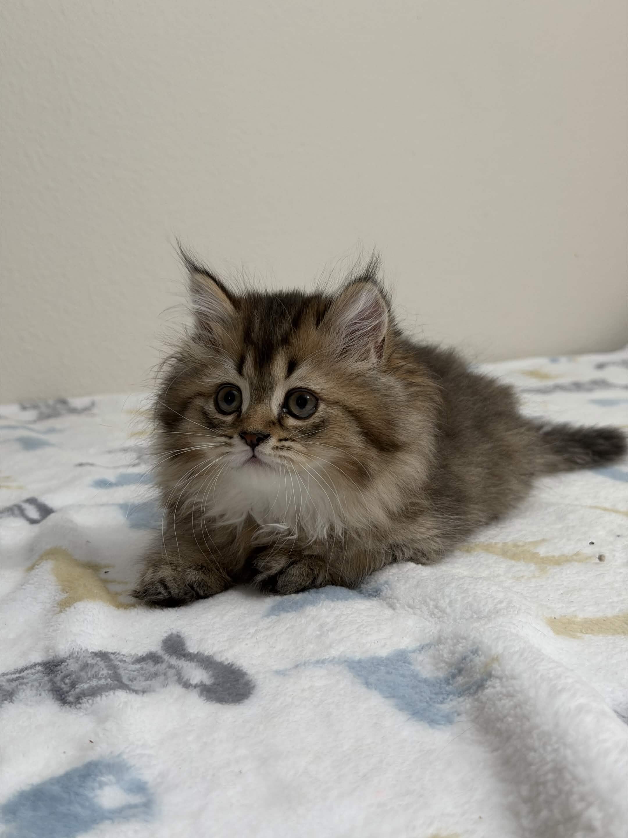 TICA British Longhair Kitten image 2