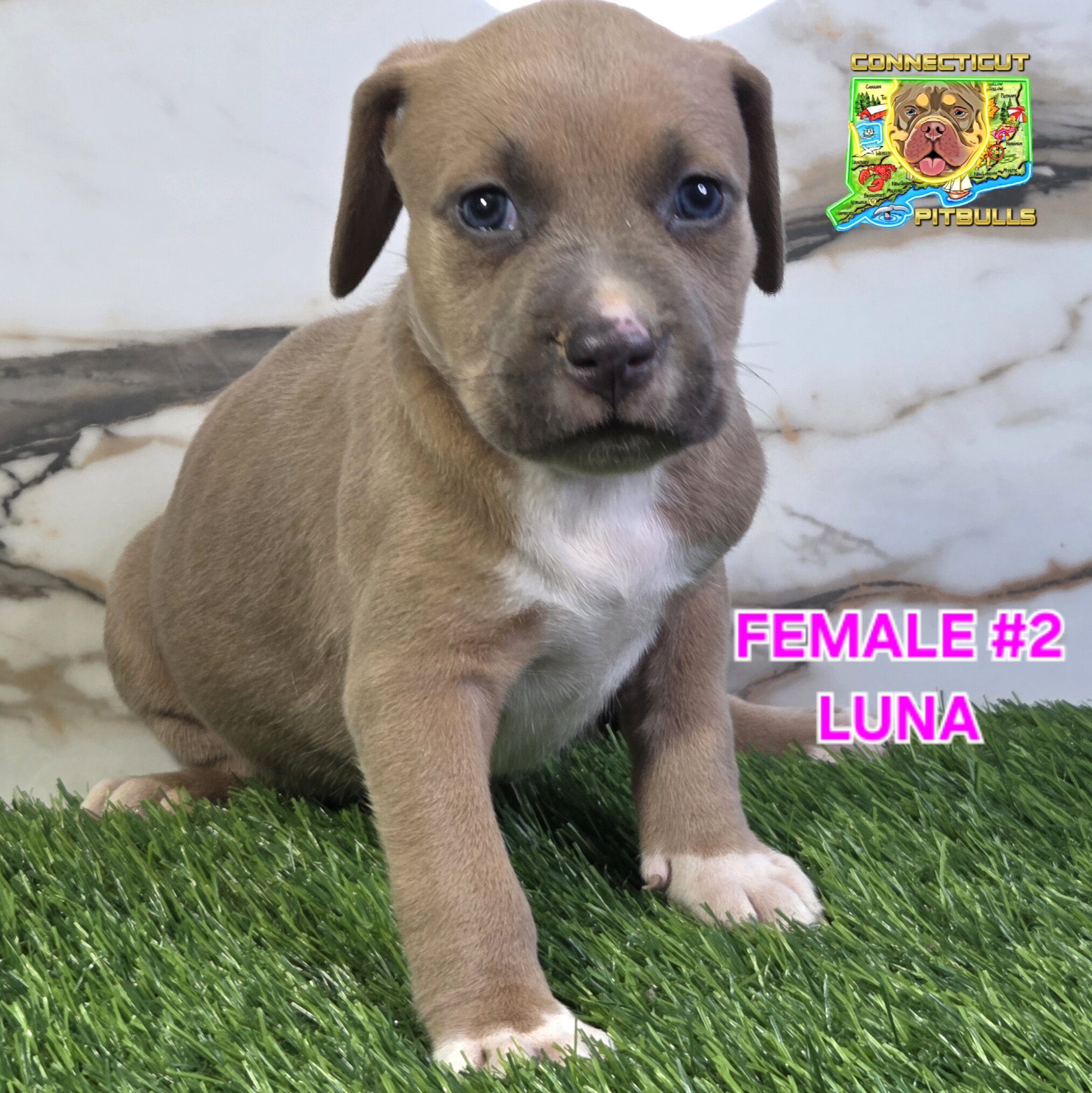 Blue & Isabella's beautiful litter image 6